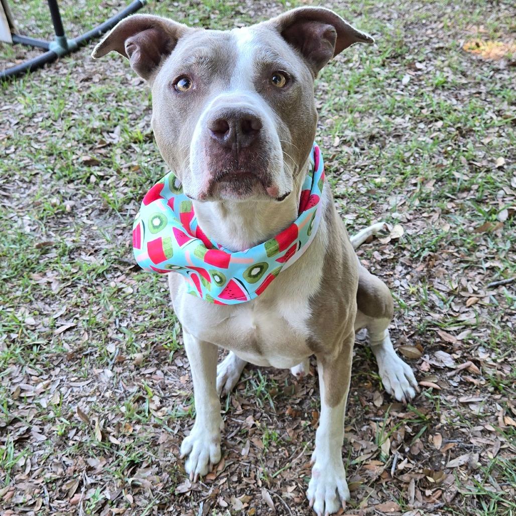 Enlarge Boosie, a Adoptable mixed breed in Ocala, FL image 2/4