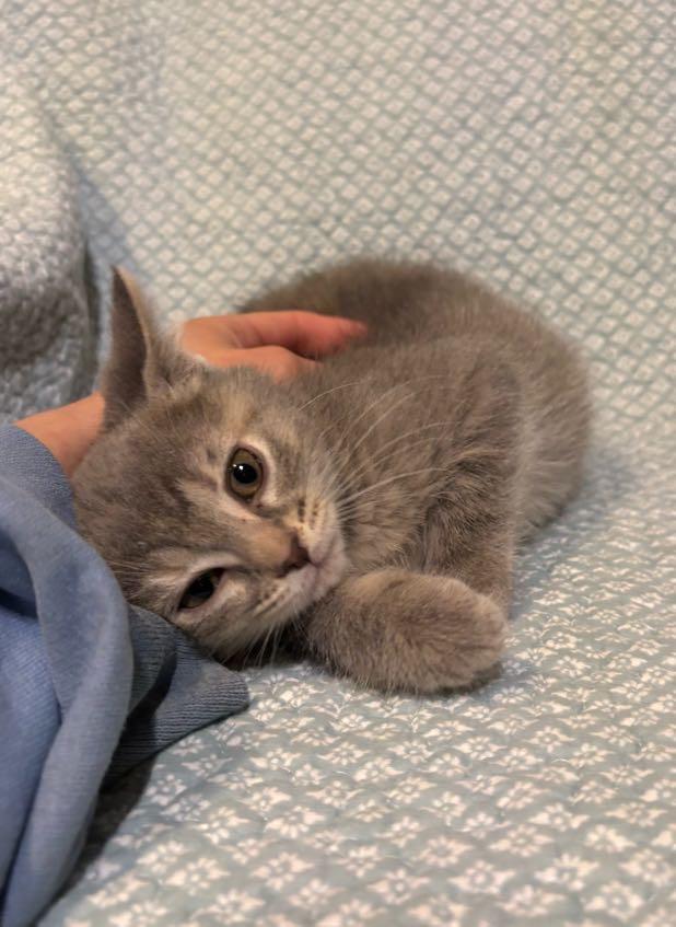 Jelly , an adopted Domestic Short Hair in Waterloo, IA image 1/6