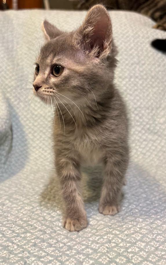Jelly , an adopted Domestic Short Hair in Waterloo, IA image 3/6