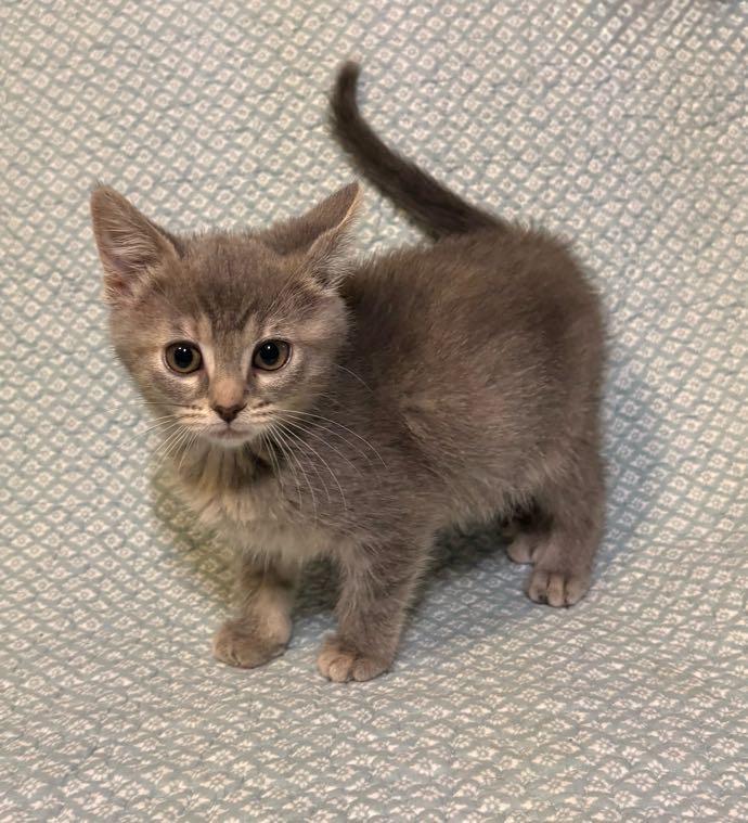 Jelly , an adopted Domestic Short Hair in Waterloo, IA image 5/6
