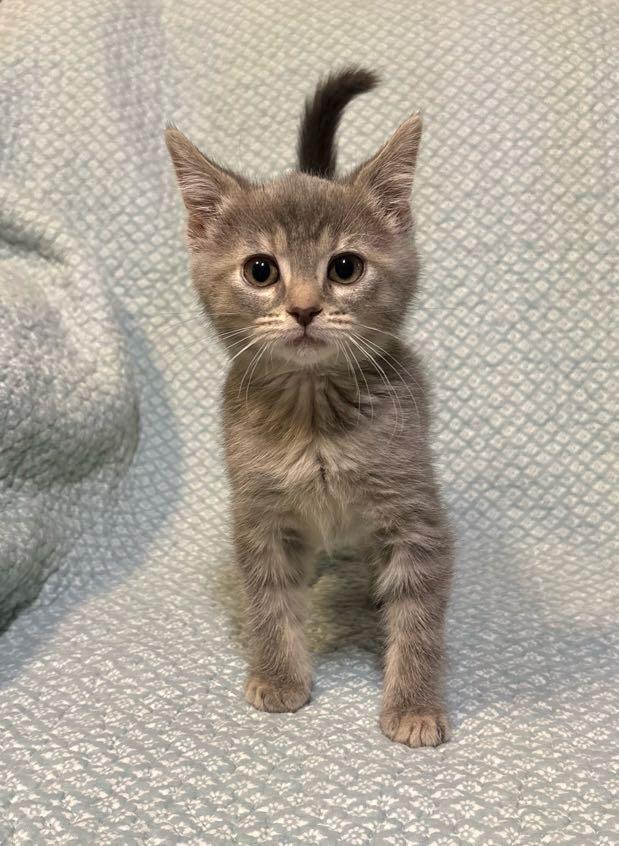 Jelly , an adopted Domestic Short Hair in Waterloo, IA image 4/6