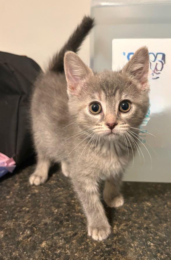 Jelly , an adopted Domestic Short Hair in Waterloo, IA image 2/6