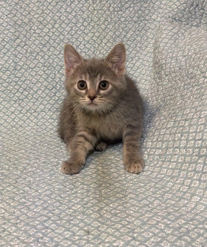 Jelly , an adopted Domestic Short Hair in Waterloo, IA image 6/6