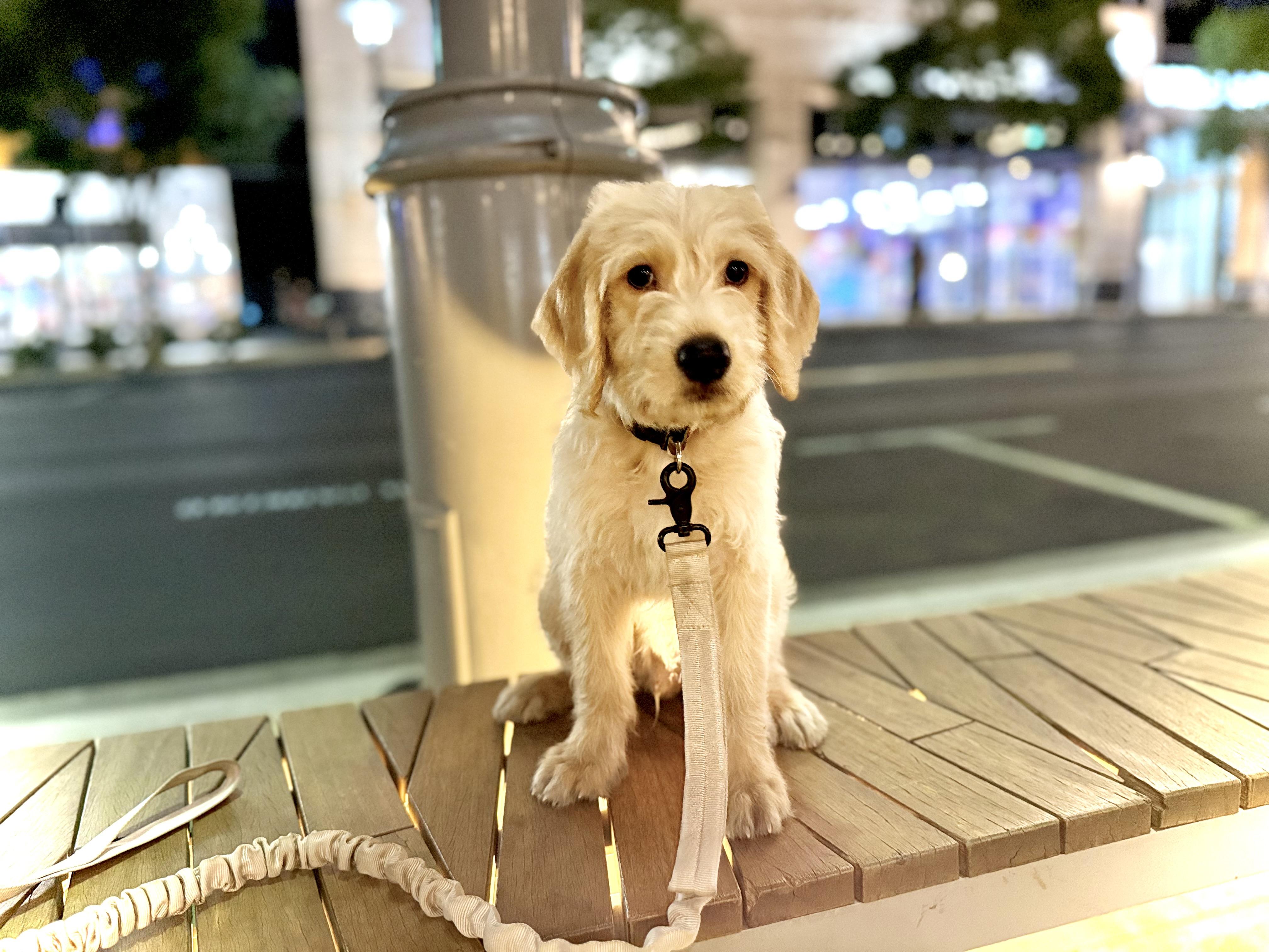 Trooper, Adopted, Puppy Male Labradoodle.