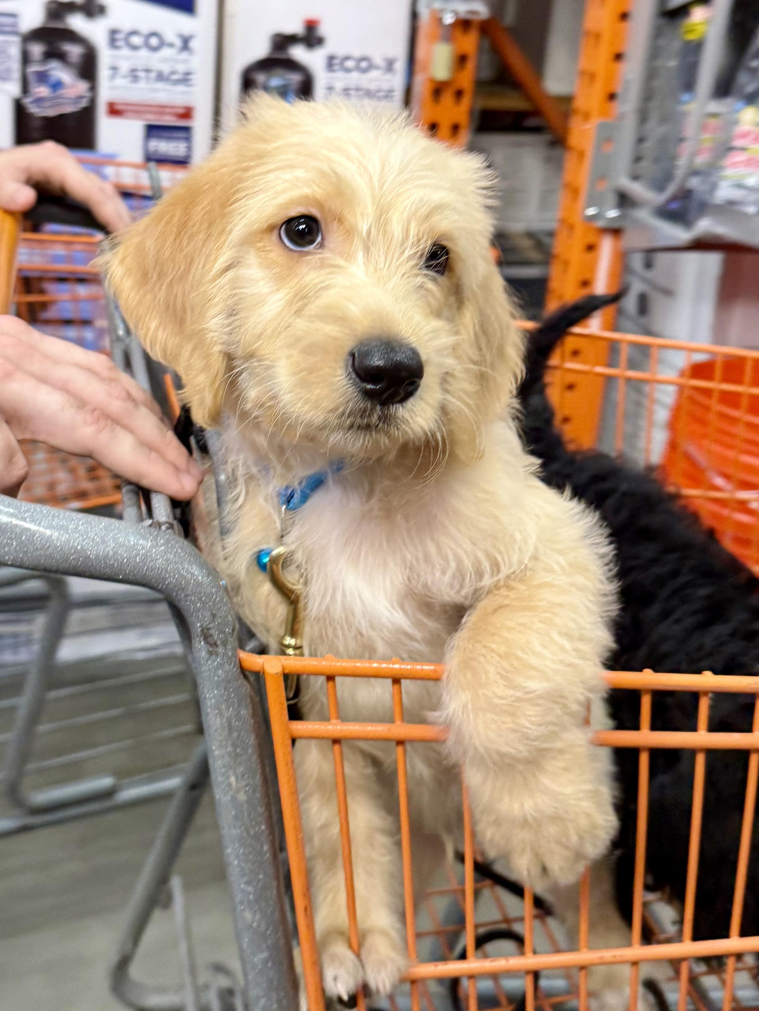 Trooper, Adopted, Puppy Male Labradoodle.