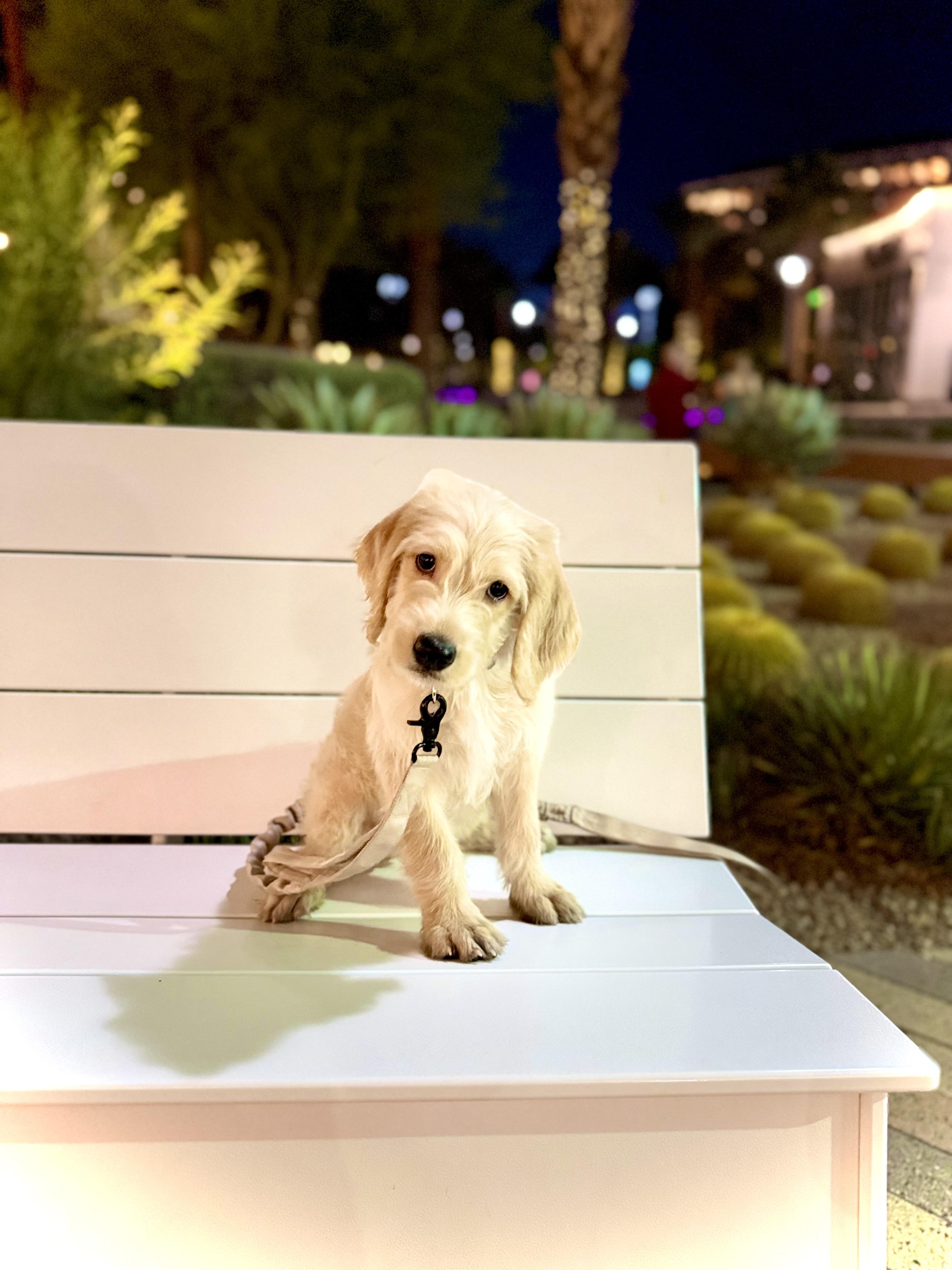 Enlarge Trooper, a Adopted Labradoodle in Las Vegas, NV image 5/6