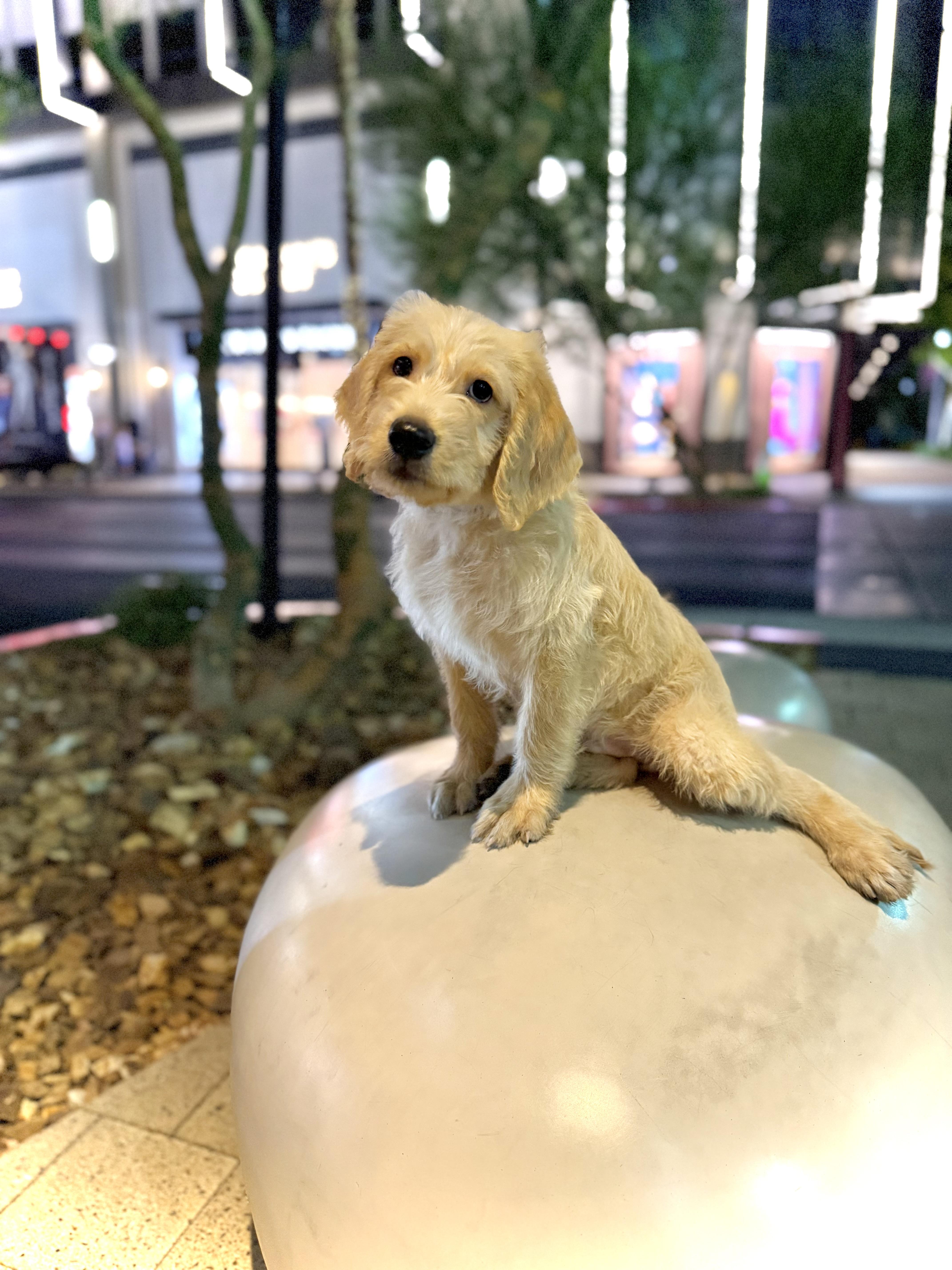 Enlarge Trooper, a Adopted Labradoodle in Las Vegas, NV image 6/6
