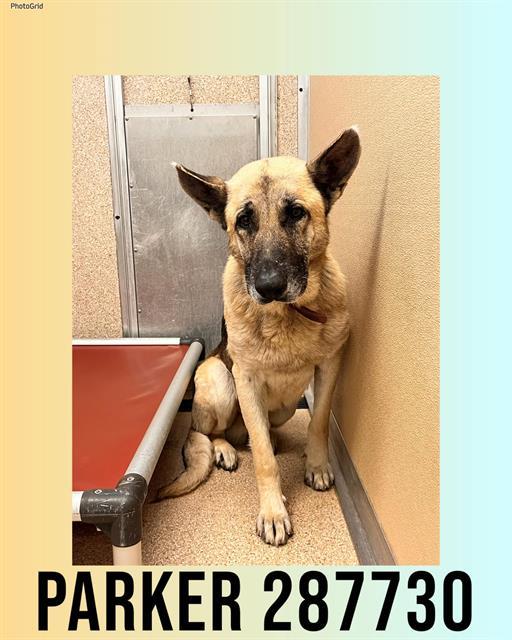 Enlarge PARKER, a Adoptable German Shepherd Dog in Macon, GA image 1/1