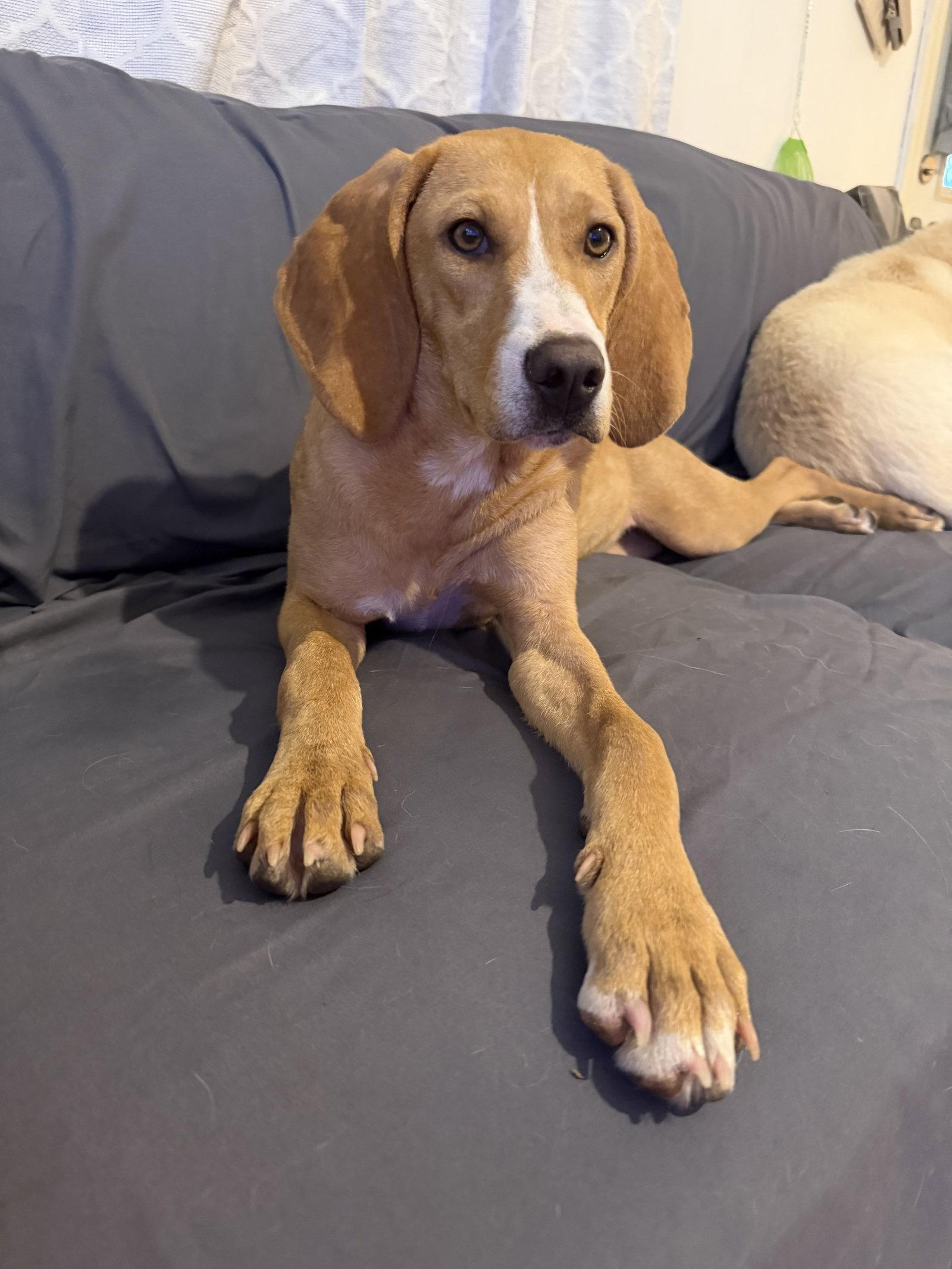 Enlarge Pippi, a Adopted Coonhound in Columbus, IN image 1/3