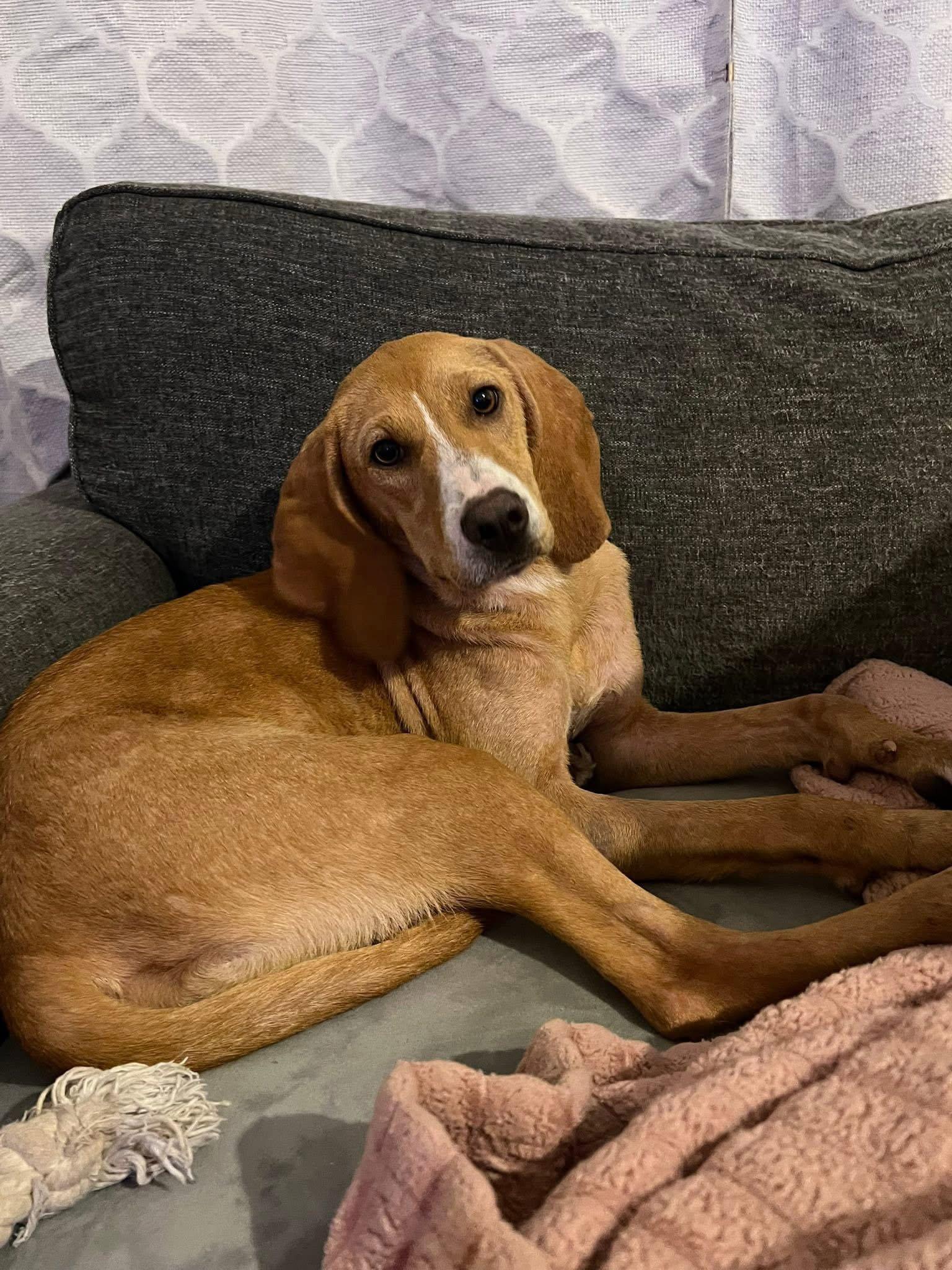 Enlarge Pippi, a Adopted Coonhound in Columbus, IN image 2/3