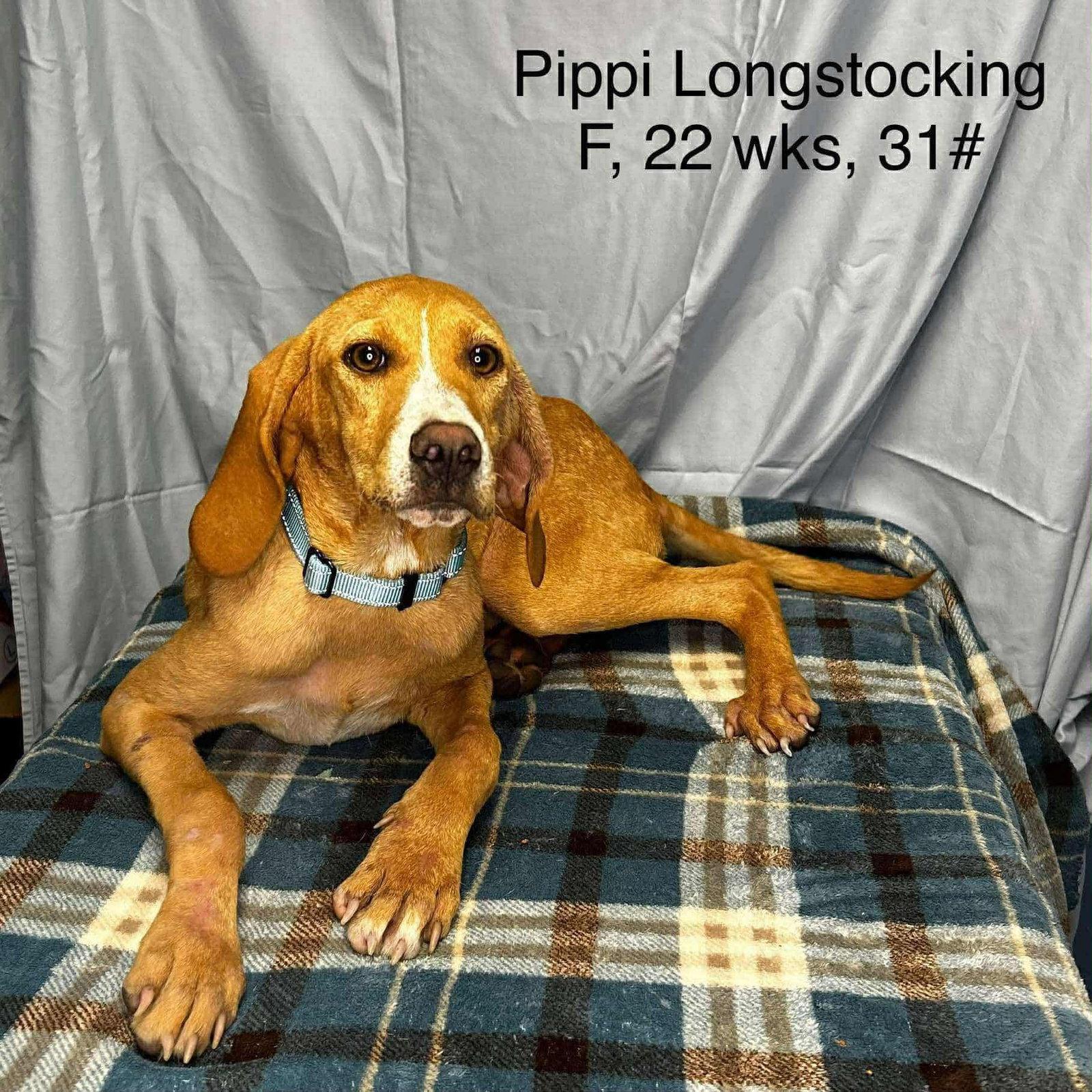 Enlarge Pippi, a Adopted Coonhound in Columbus, IN image 3/3
