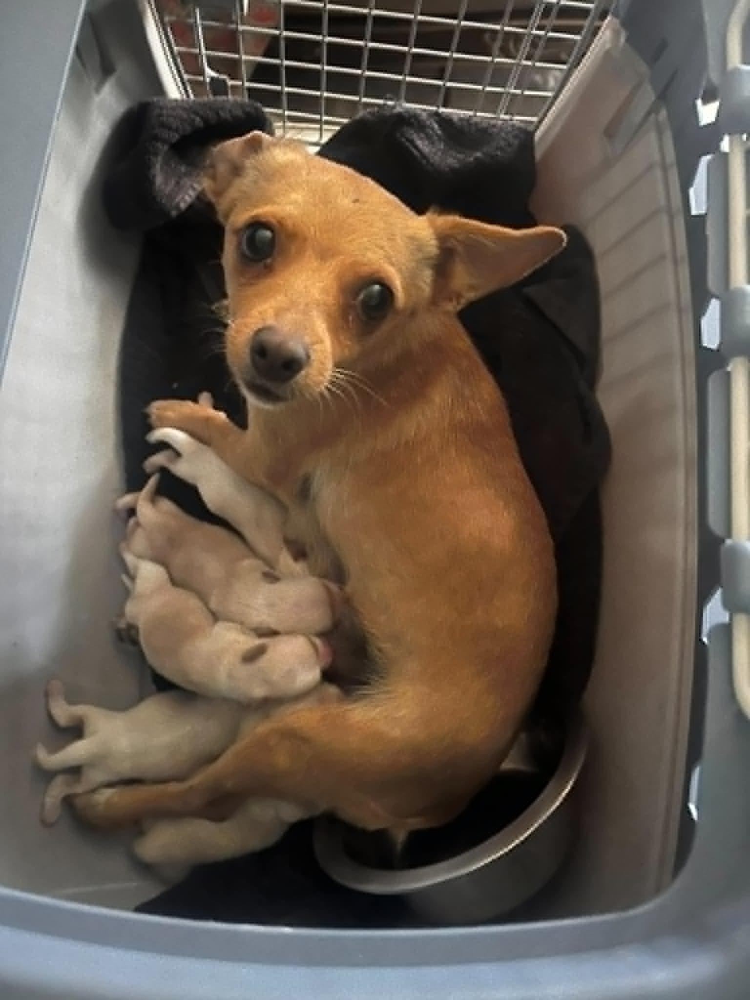 Firestick, a ADOPTABLE Chihuahua in Clatskanie, OR image 3/6