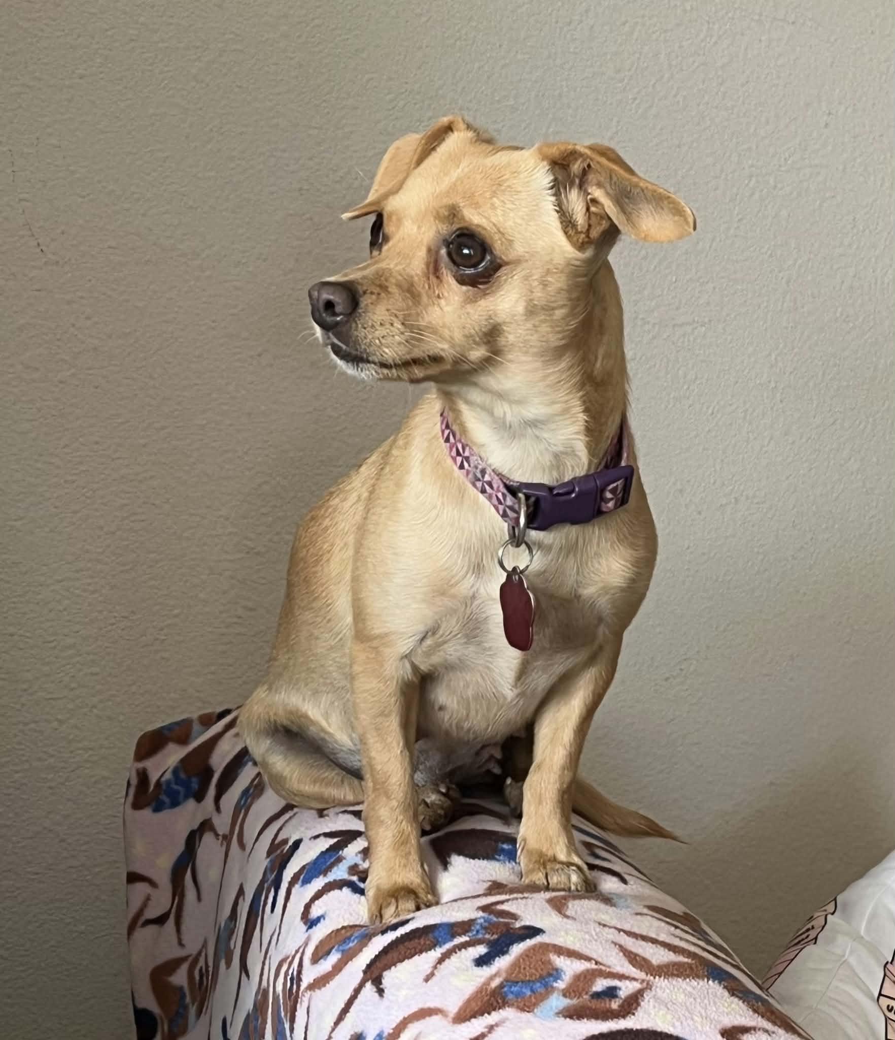 Firestick, ADOPTABLE, Adult Female Chihuahua.