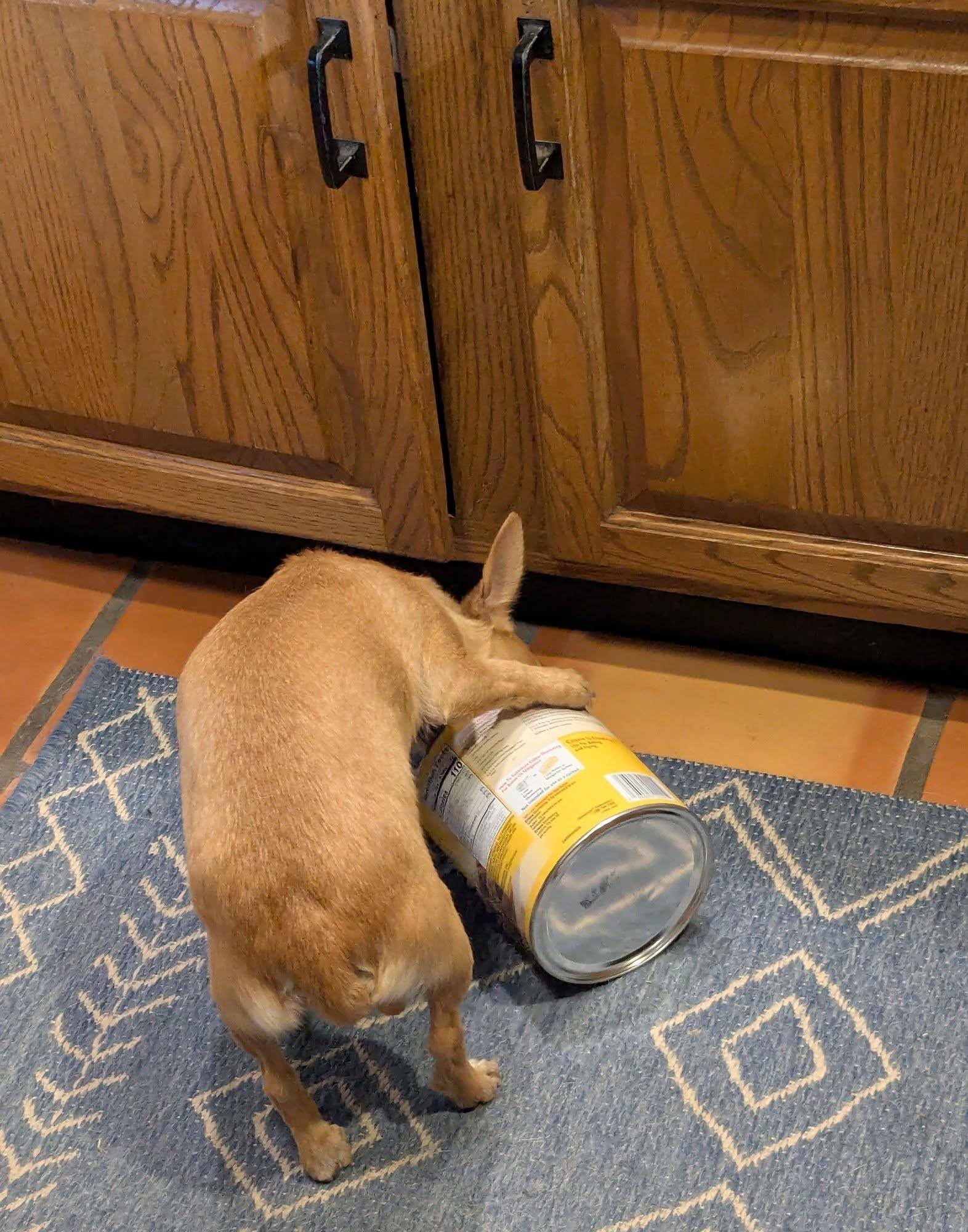 Firestick, a ADOPTABLE Chihuahua in Clatskanie, OR image 6/6