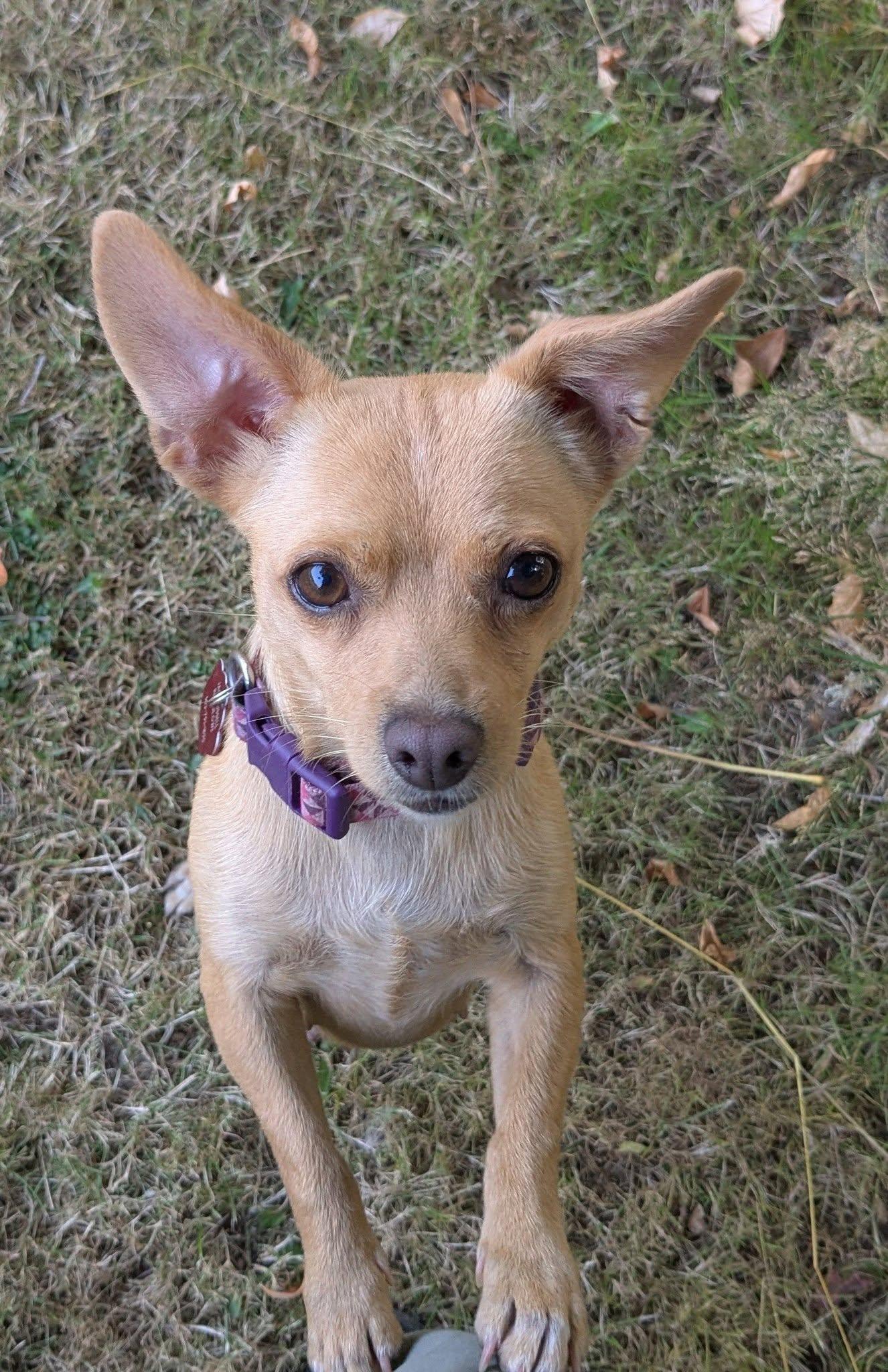 Firestick, a ADOPTABLE Chihuahua in Clatskanie, OR image 2/6