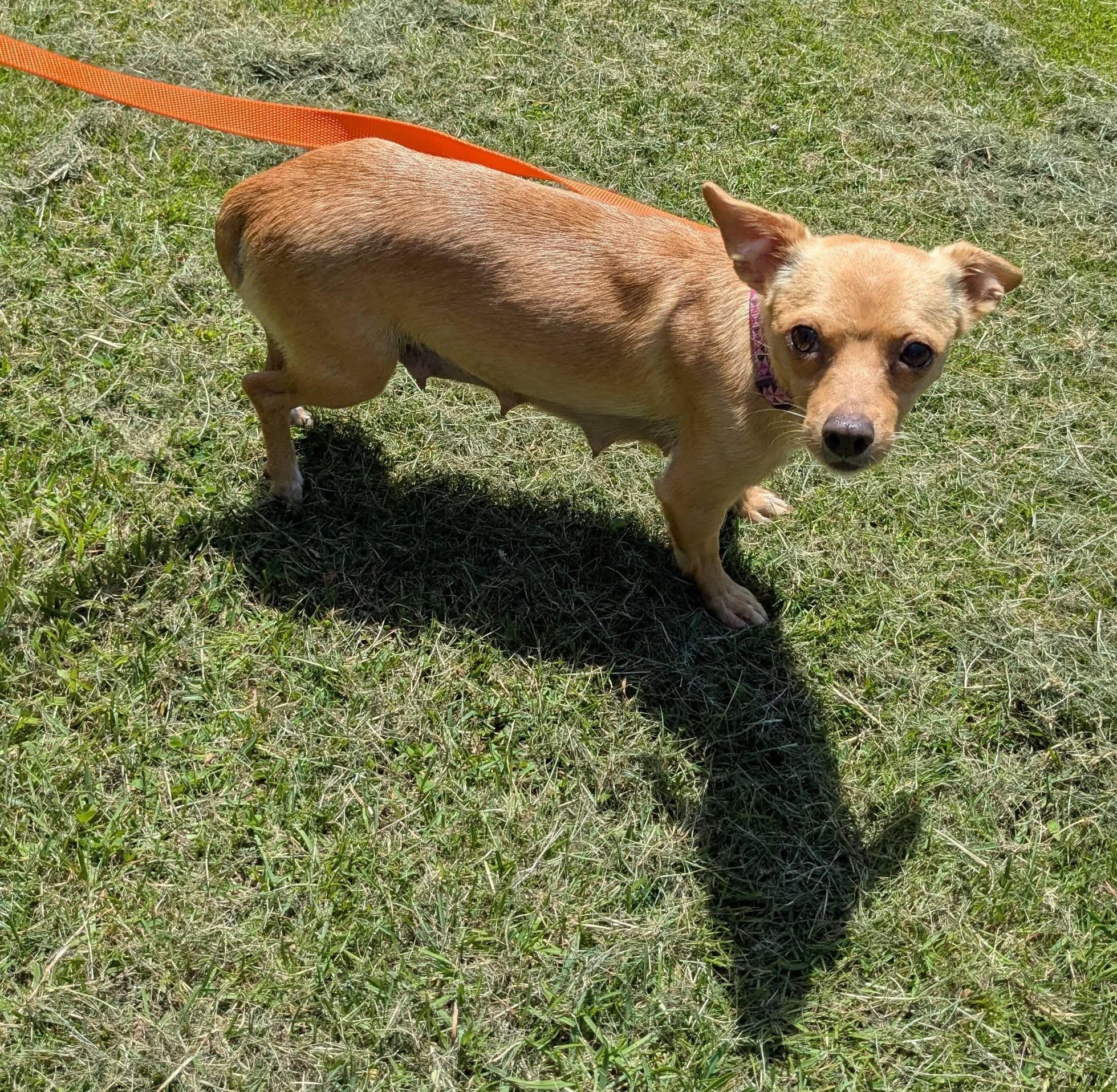 Firestick, a ADOPTABLE Chihuahua in Clatskanie, OR image 4/6