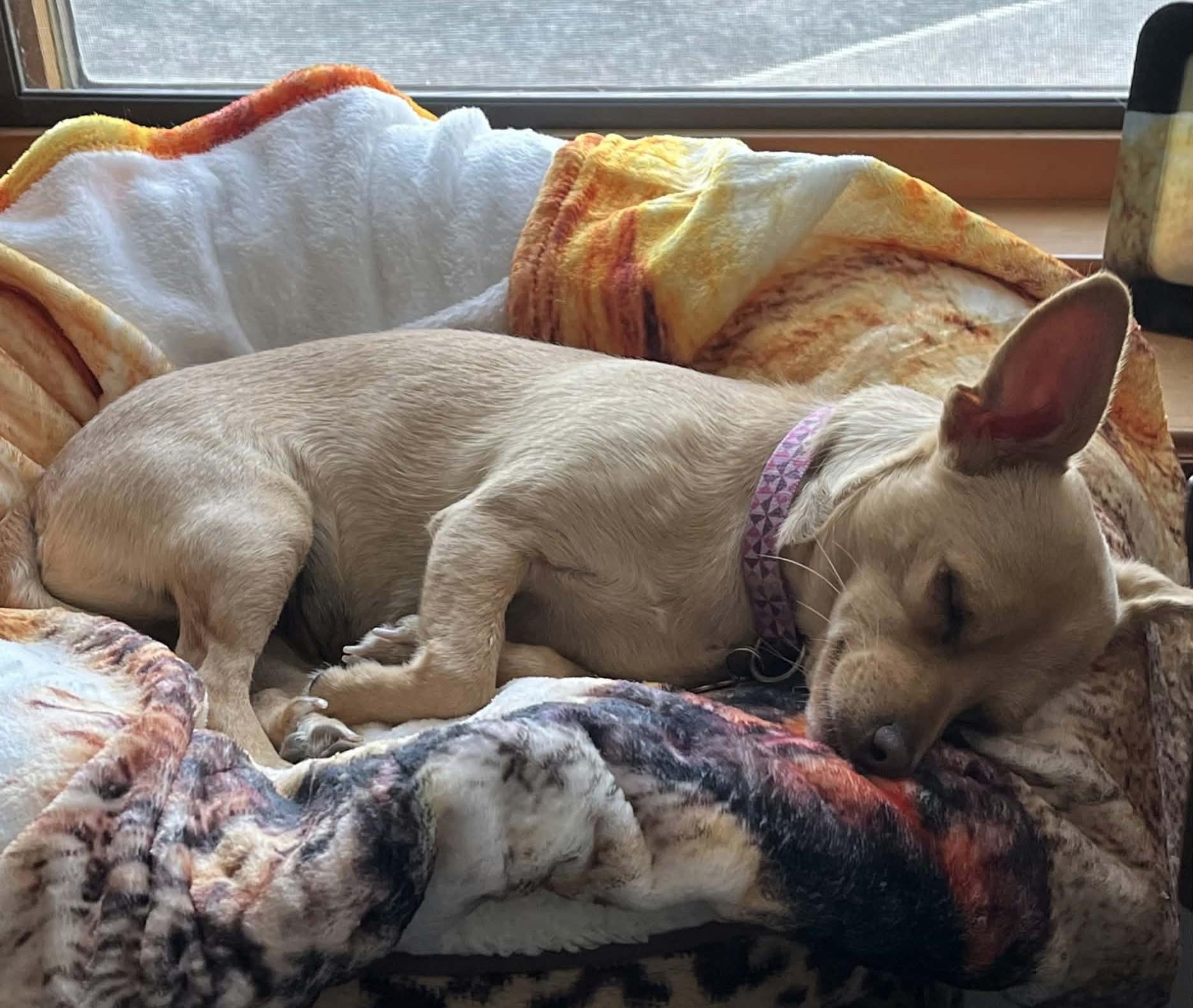 Firestick, a ADOPTABLE Chihuahua in Clatskanie, OR image 5/6