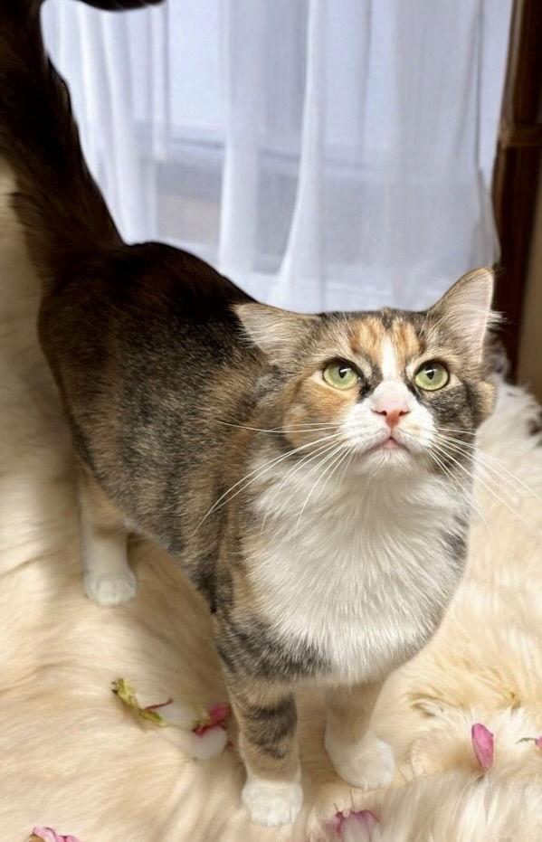 Enlarge Scarlet, a Adoptable mixed breed in Garner, NC image 2/2