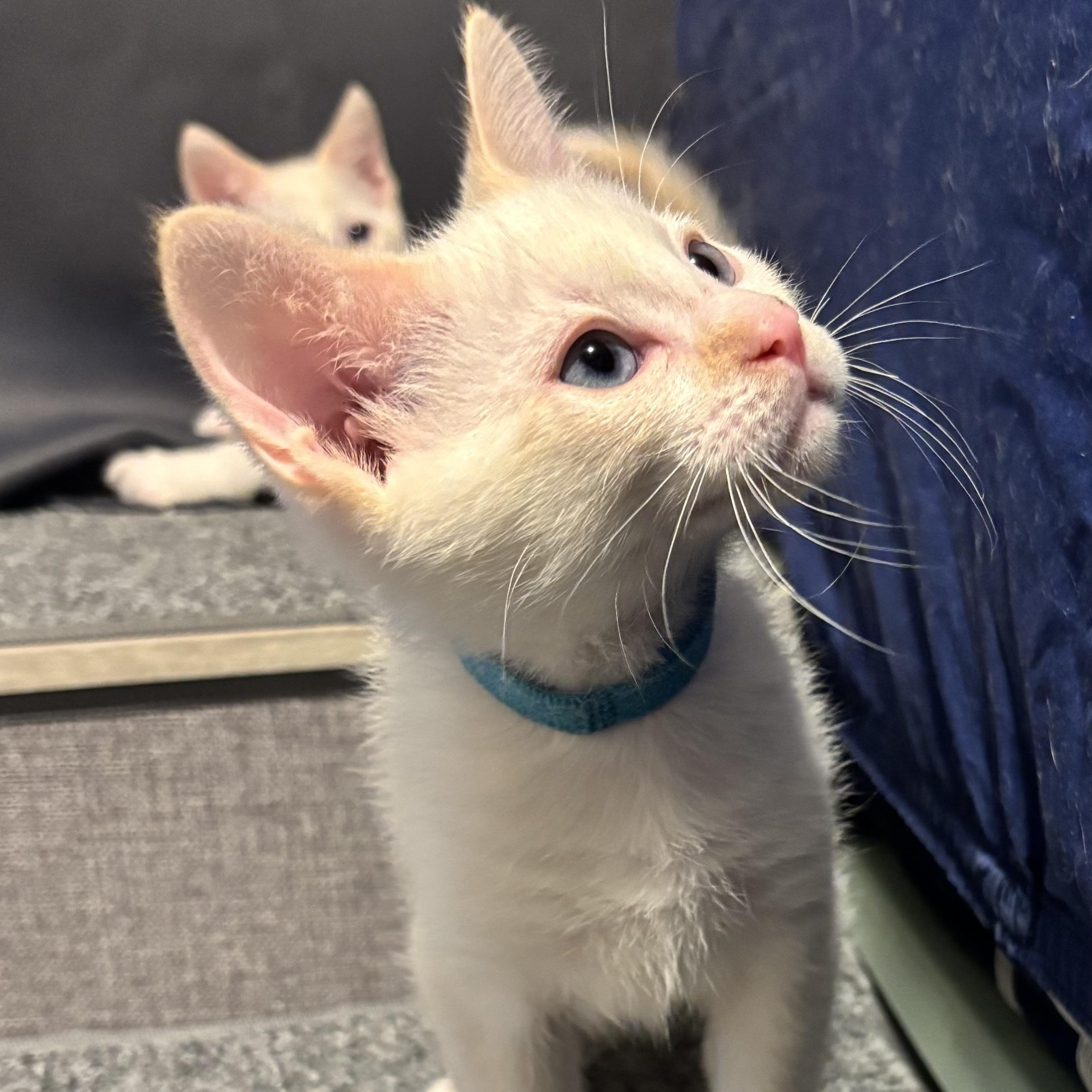 Meringue, an adopted Siamese in Portland, OR image 2/4