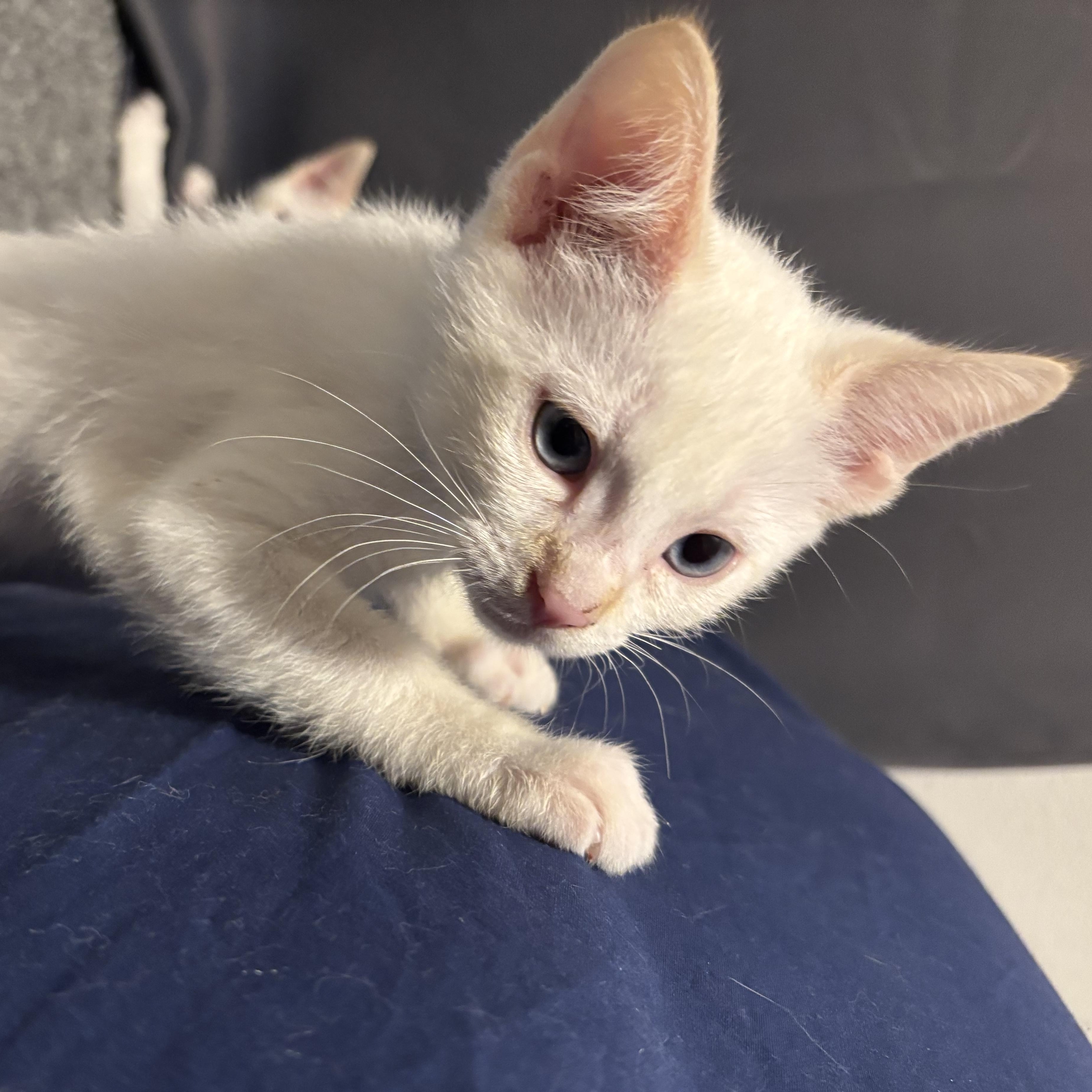 Meringue, an adopted Siamese in Portland, OR image 4/4