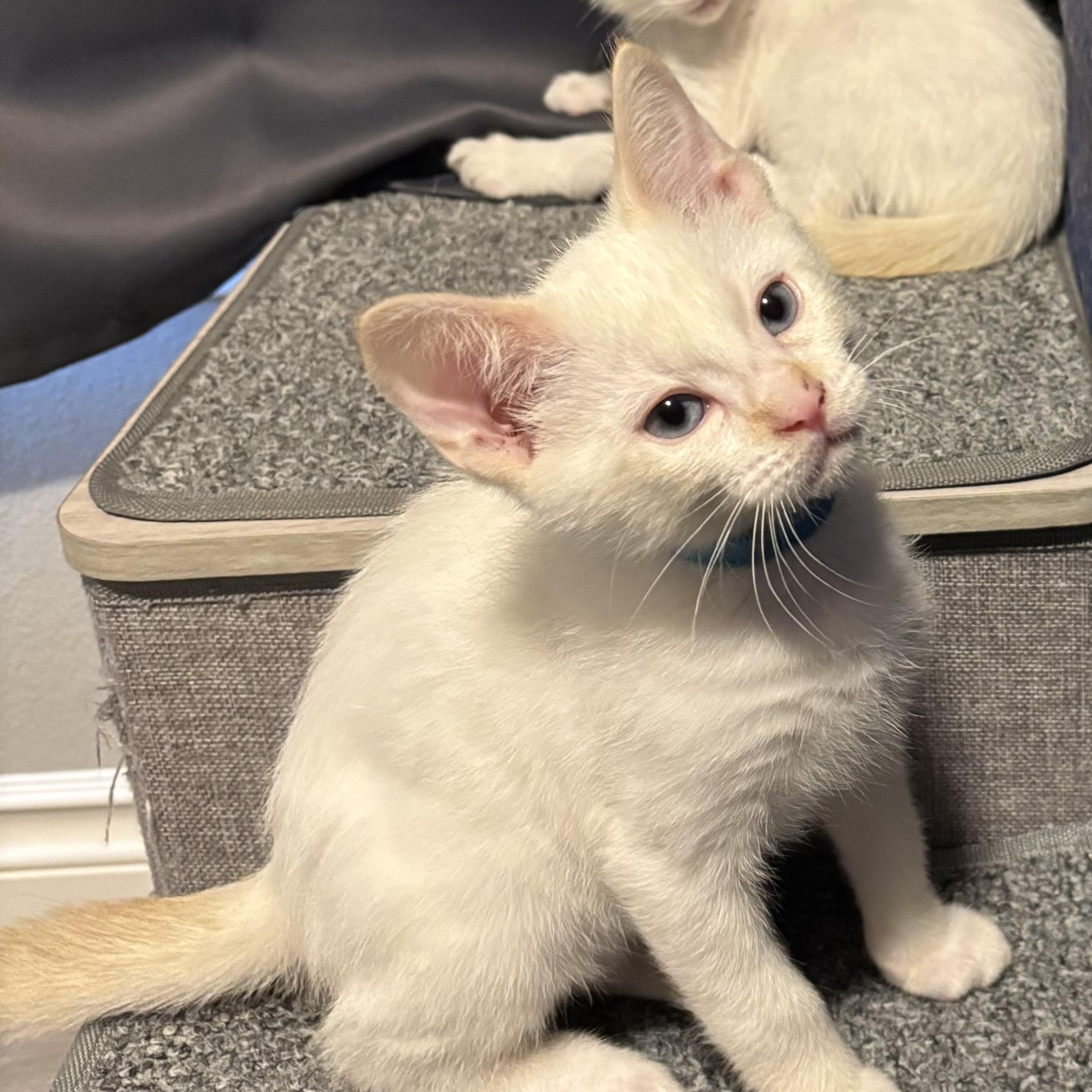Meringue, an adopted Siamese in Portland, OR image 3/4