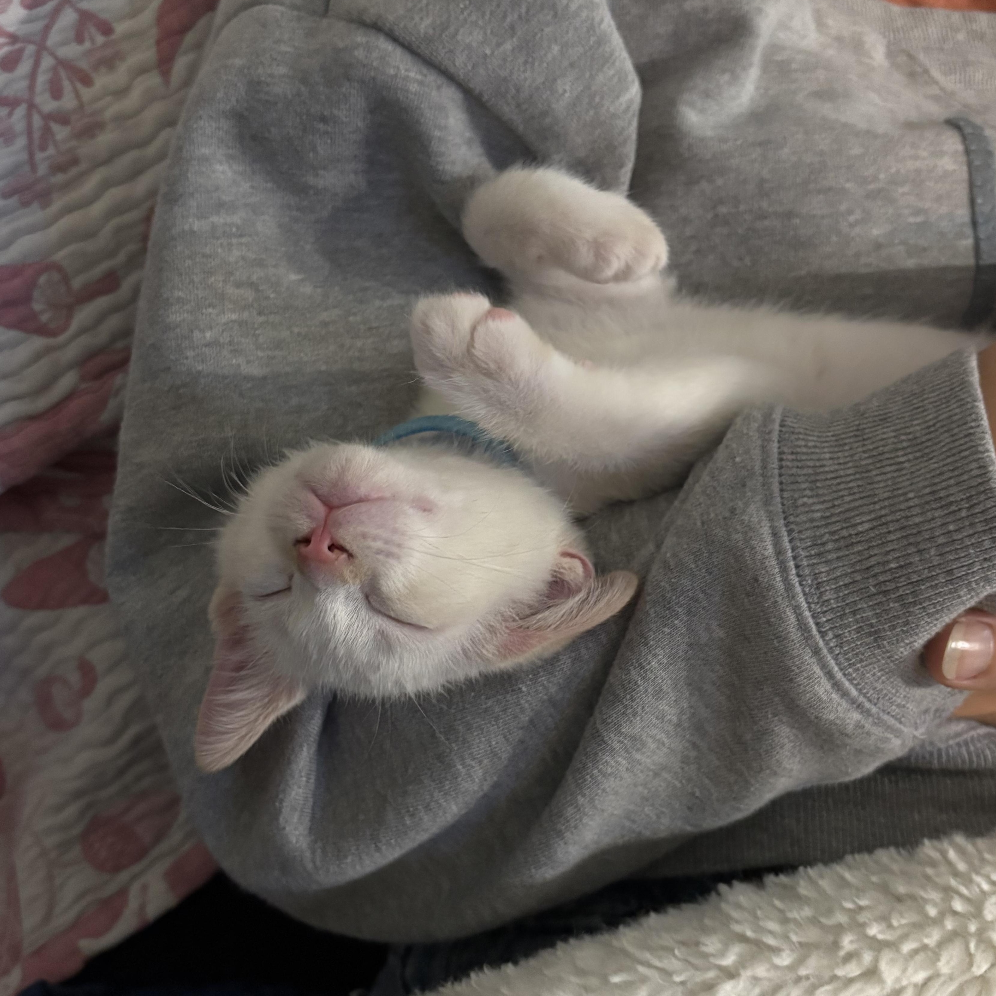 Meringue, adopted, Kitten Male Siamese.