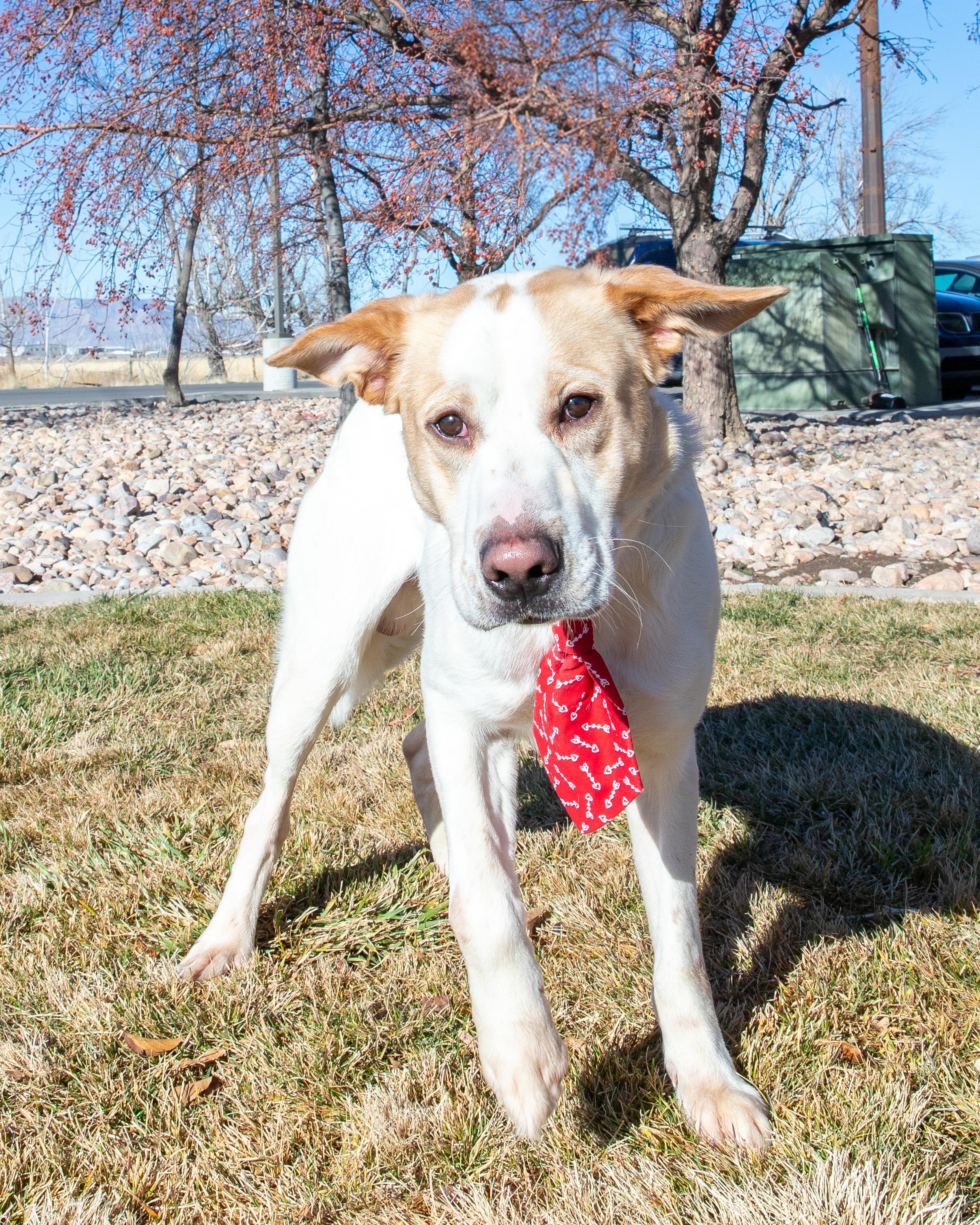 Leo (91974), ADOPTABLE, Adult Male Labrador Retriever.