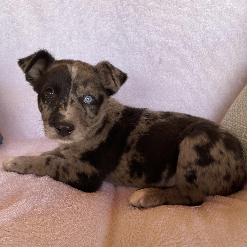 Khloe, Adoptable, Puppy Female Catahoula Leopard Dog.
