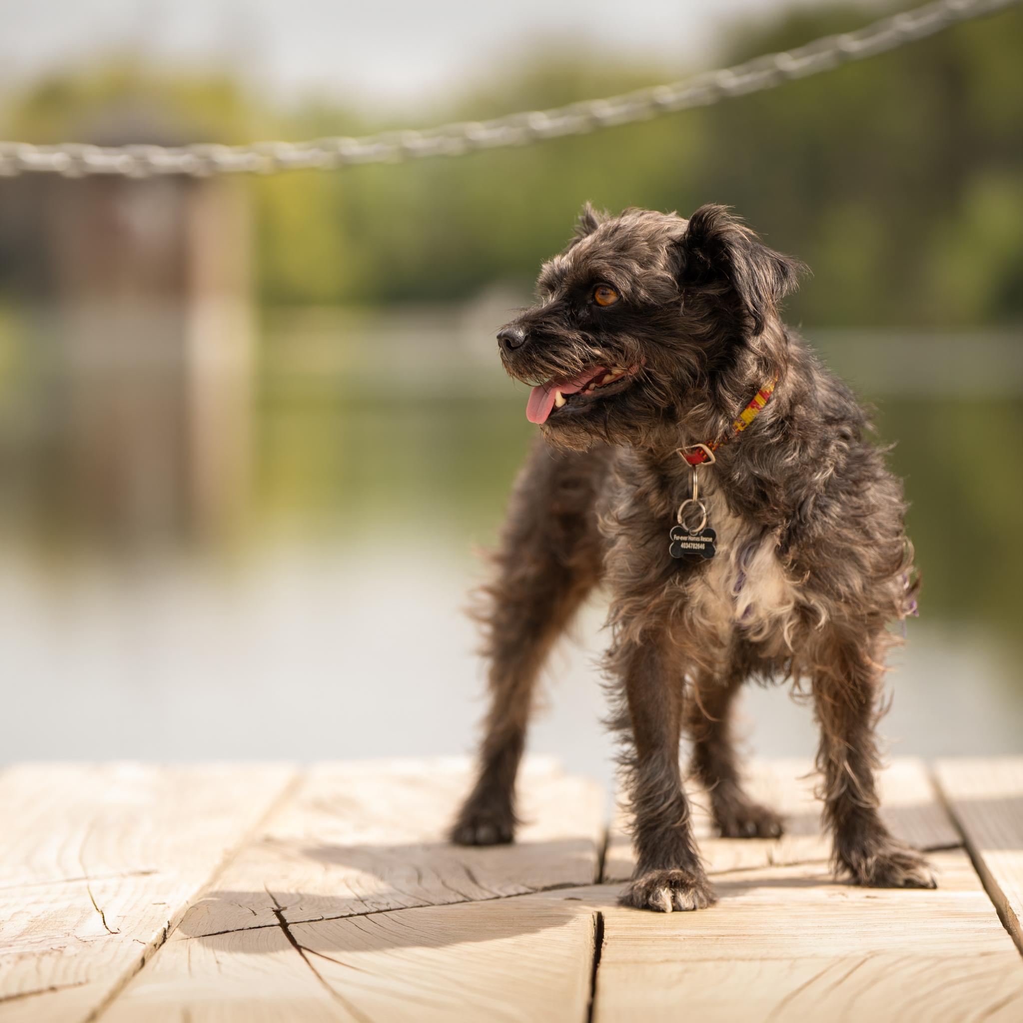 Berlin, a ADOPTABLE mixed breed in Calgary, AB image 5/6