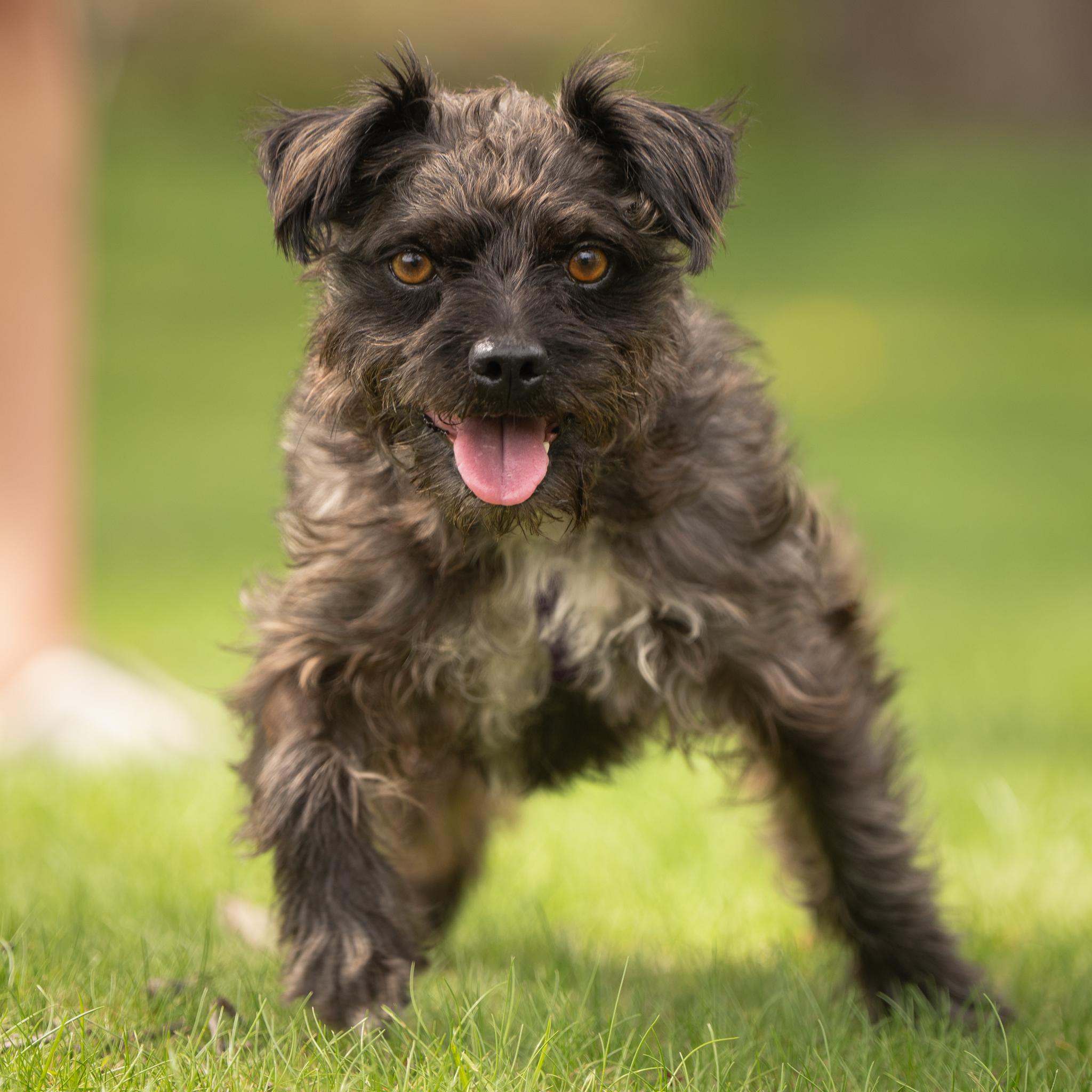 Berlin, a ADOPTABLE mixed breed in Calgary, AB image 2/6