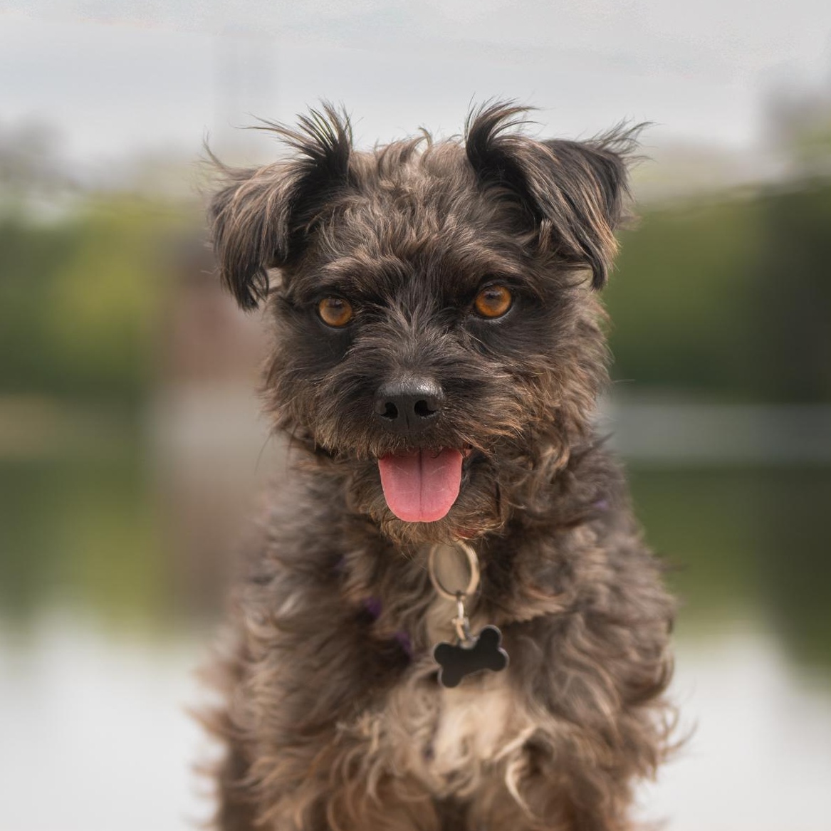 Berlin, a ADOPTABLE mixed breed in Calgary, AB image 4/6