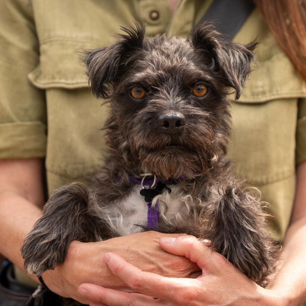 Berlin, a ADOPTABLE mixed breed in Calgary, AB image 3/6