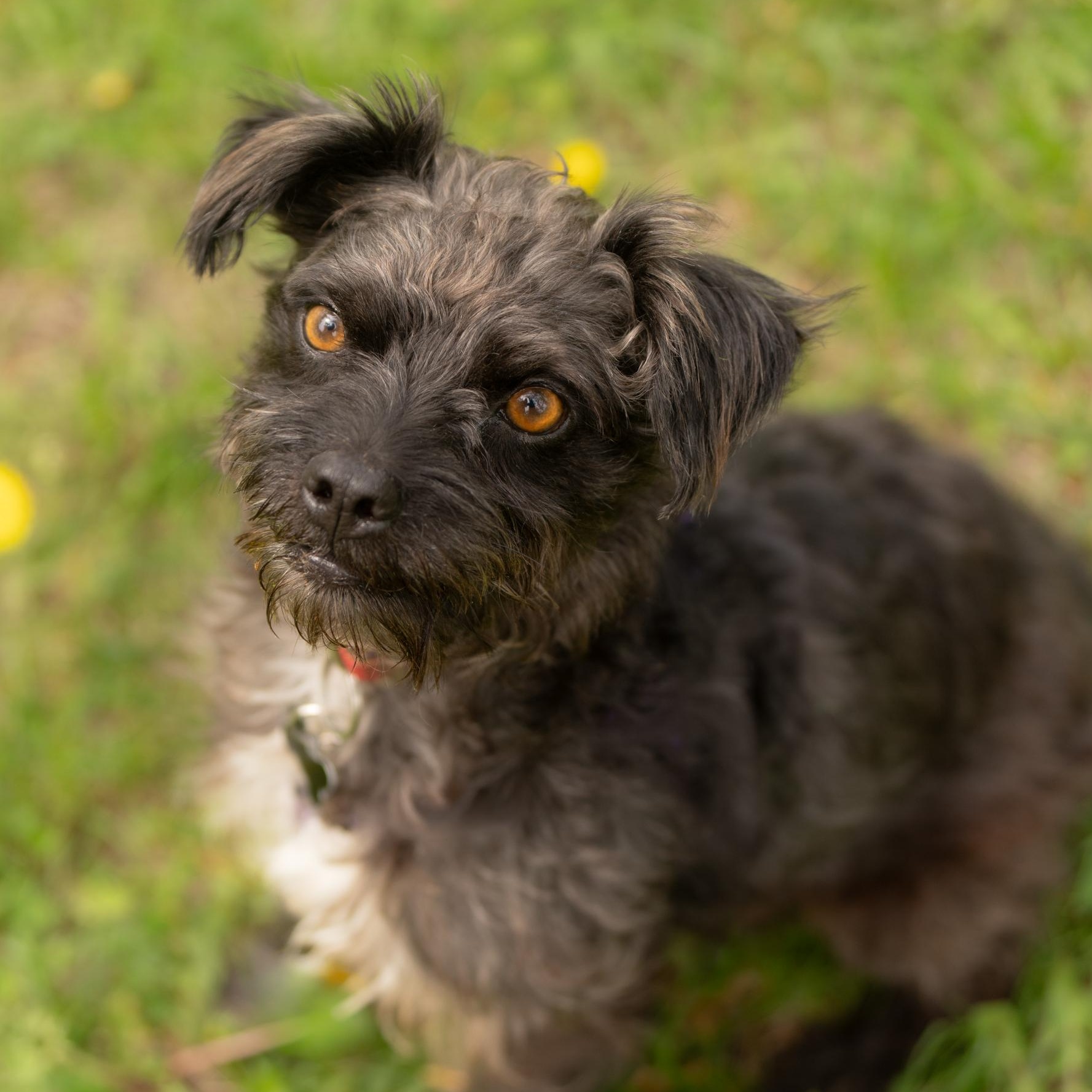 Berlin, ADOPTABLE, Adult Male Terrier.