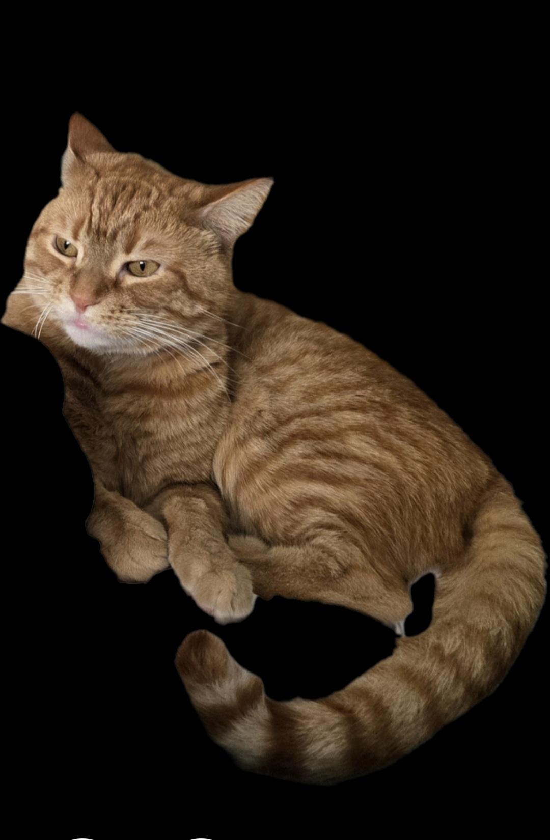 Enlarge Oscar, a Adoptable mixed breed in Bel Air, MD image 5/6