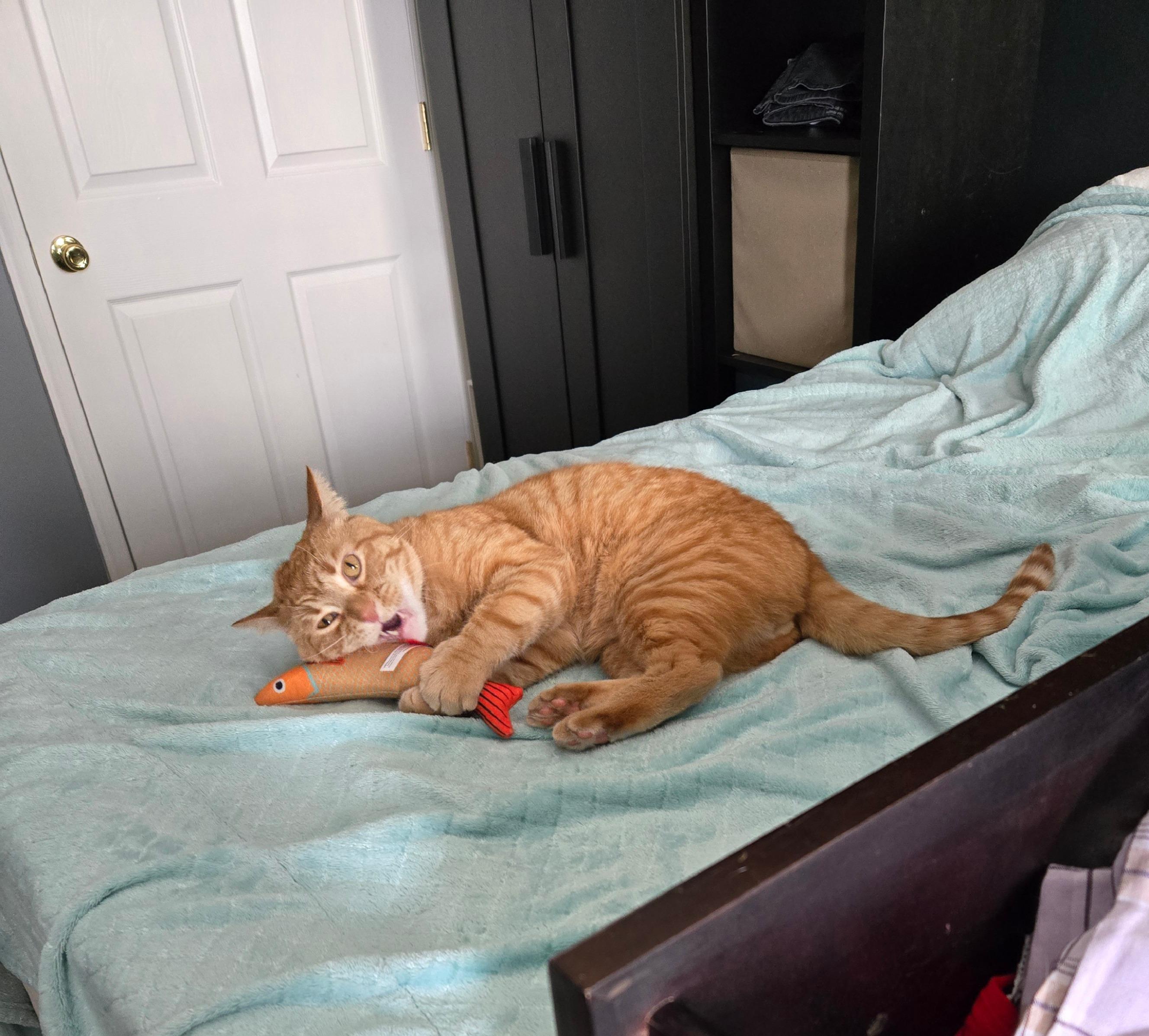 Enlarge Oscar, a Adoptable mixed breed in Bel Air, MD image 2/6