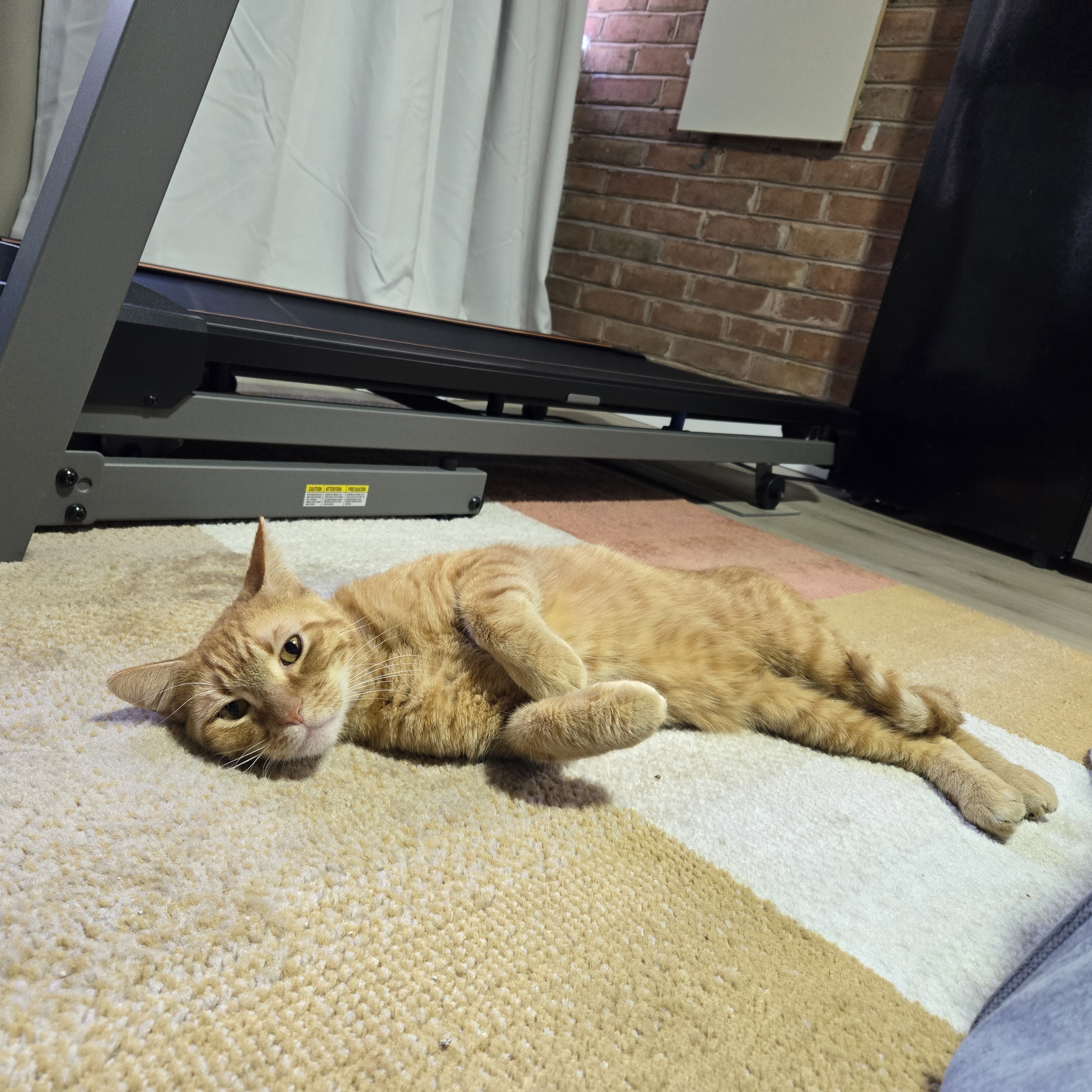 Enlarge Oscar, a Adoptable mixed breed in Bel Air, MD image 3/6