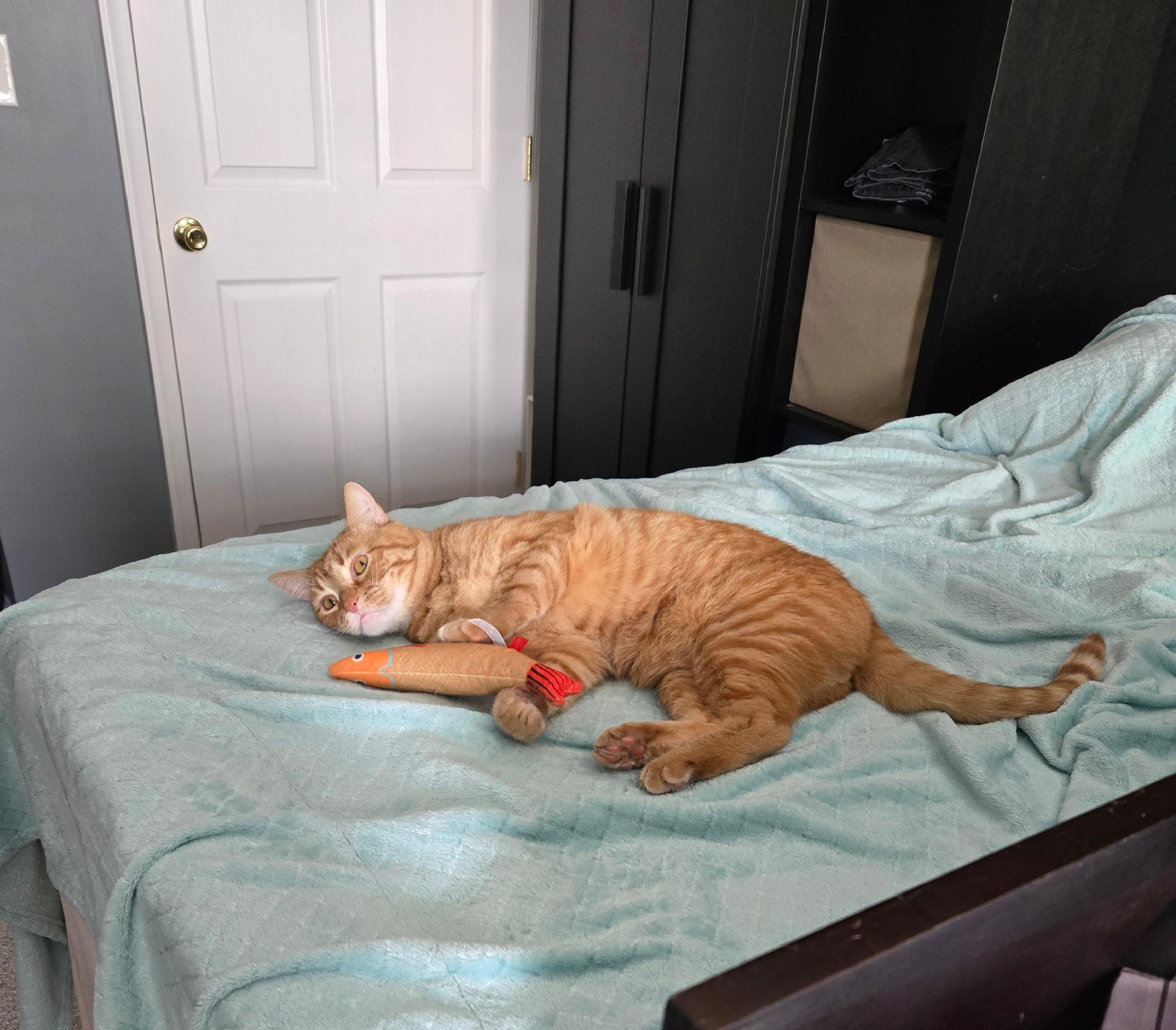 Oscar, Adult Male unknown
