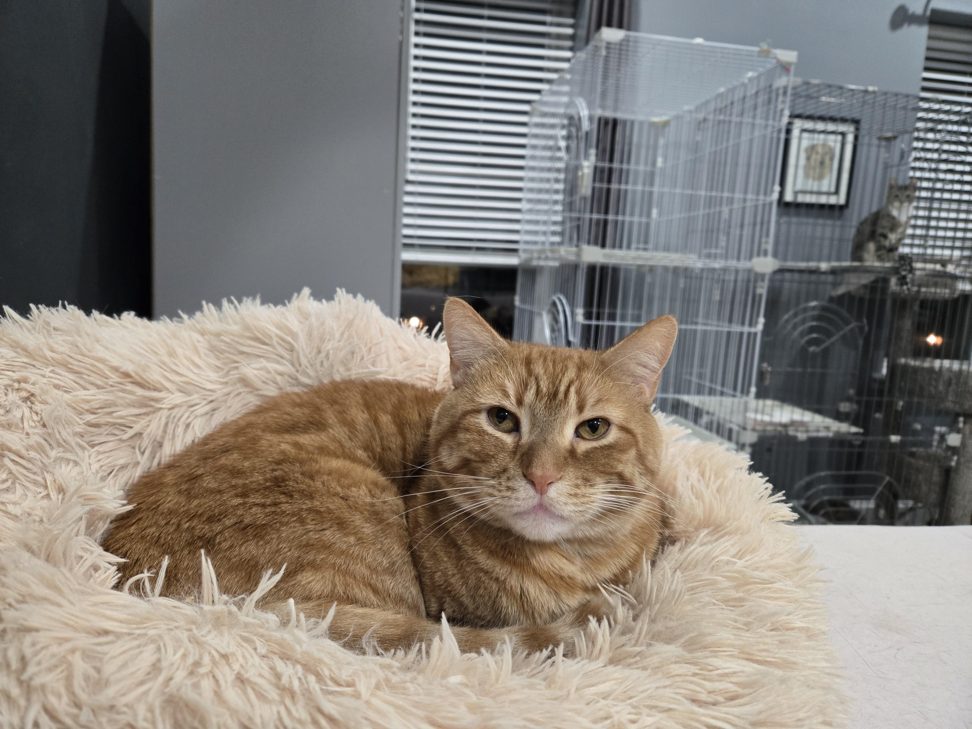 Enlarge Oscar, a Adoptable mixed breed in Bel Air, MD image 6/6