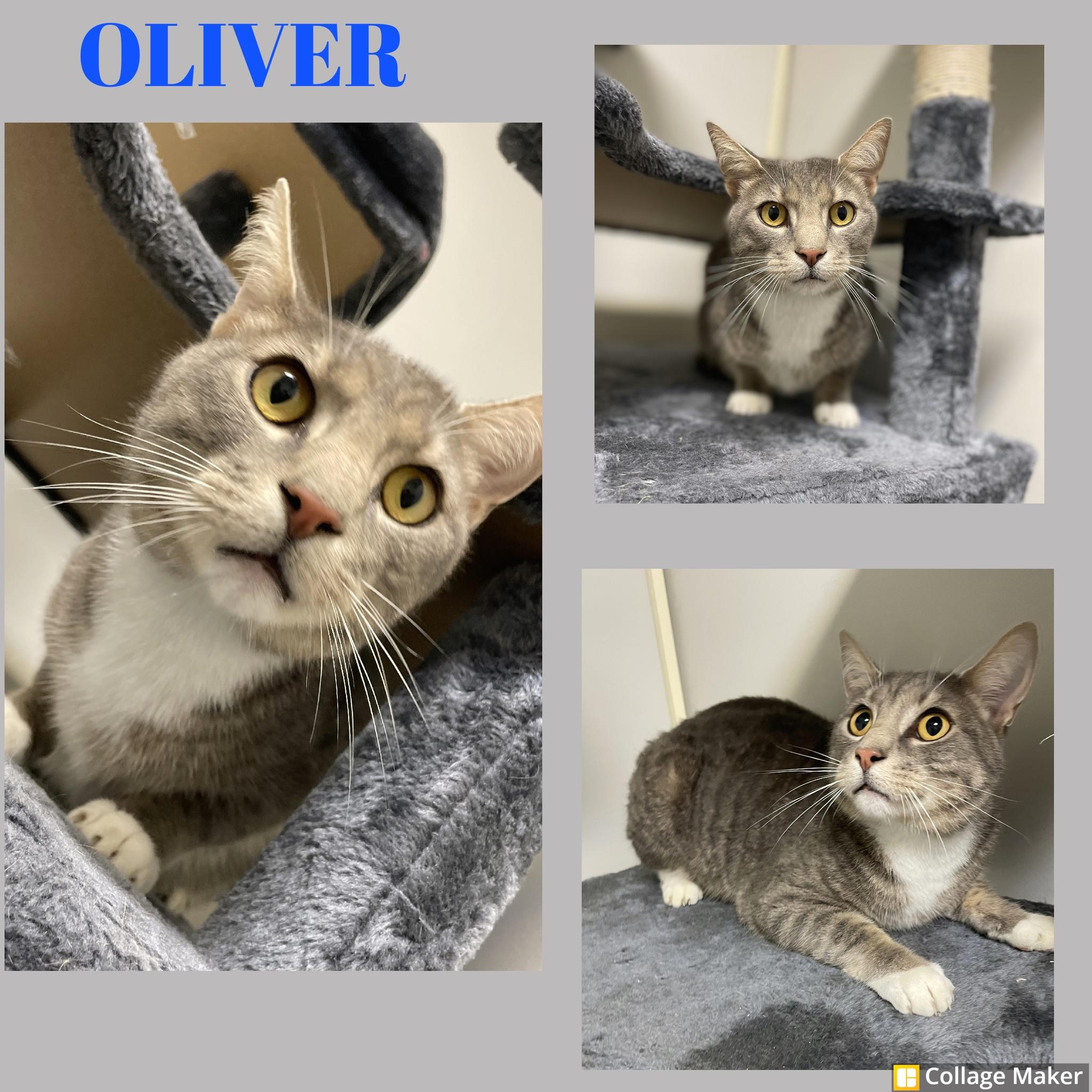 Enlarge Oliver, a Adoptable Domestic Short Hair in Clearfield, PA image 1/1