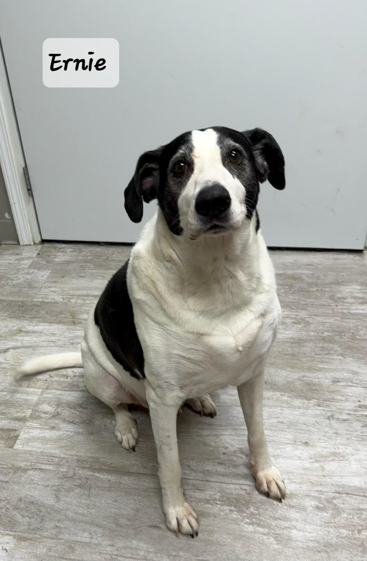 Ernie, a ADOPTABLE Mixed Breed in Urbana, OH image 1/3