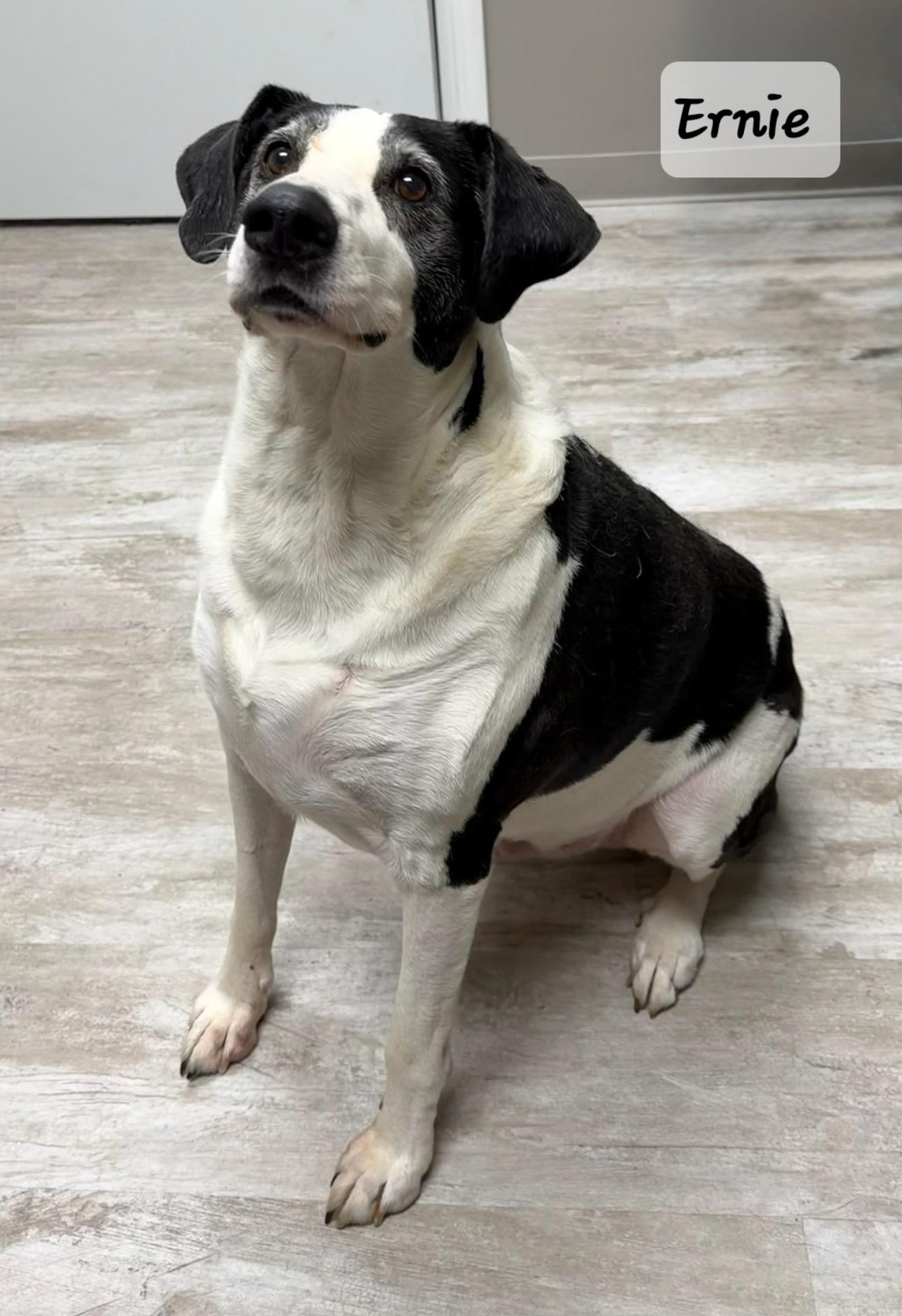 Ernie, a ADOPTABLE Mixed Breed in Urbana, OH image 2/3