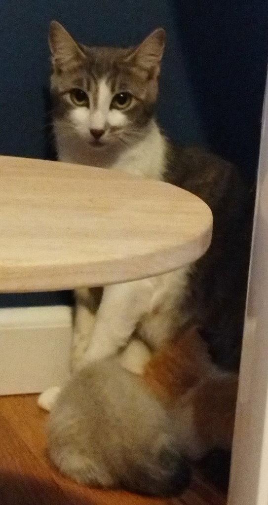 Justice (Semi Feral) (Barn Cat), Adoptable, Adult Female Domestic Short Hair.