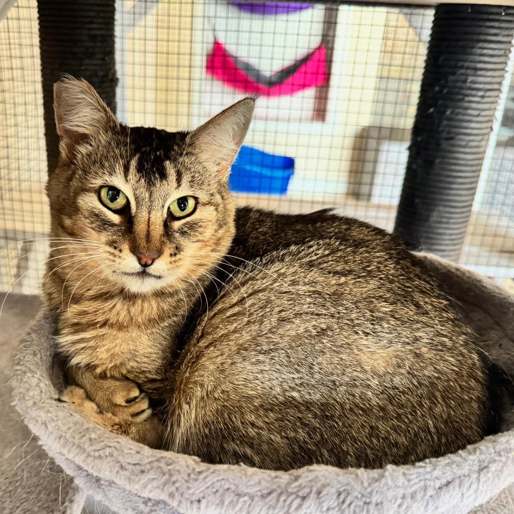 Matilda, Adoptable, Senior Female Domestic Medium Hair.