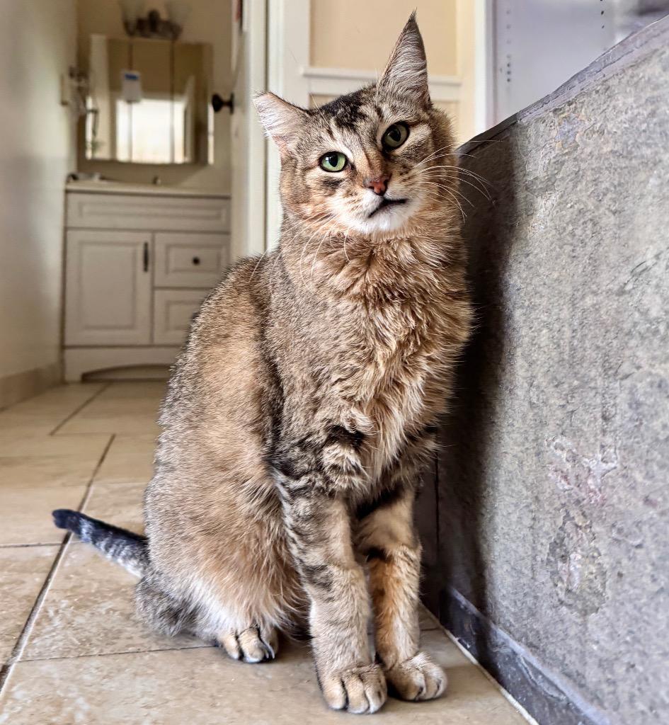 Enlarge Matilda, a Adoptable mixed breed in Cambria, CA image 4/6