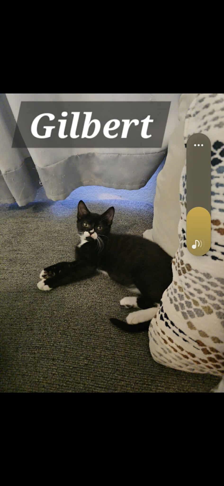 Gilbert, Baby Male Tuxedo