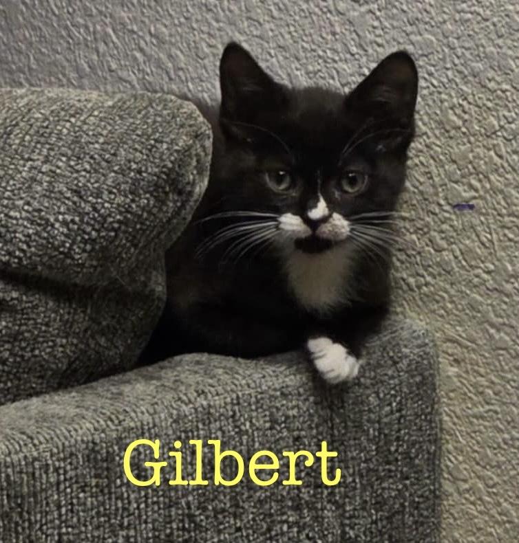 Gilbert photo 2