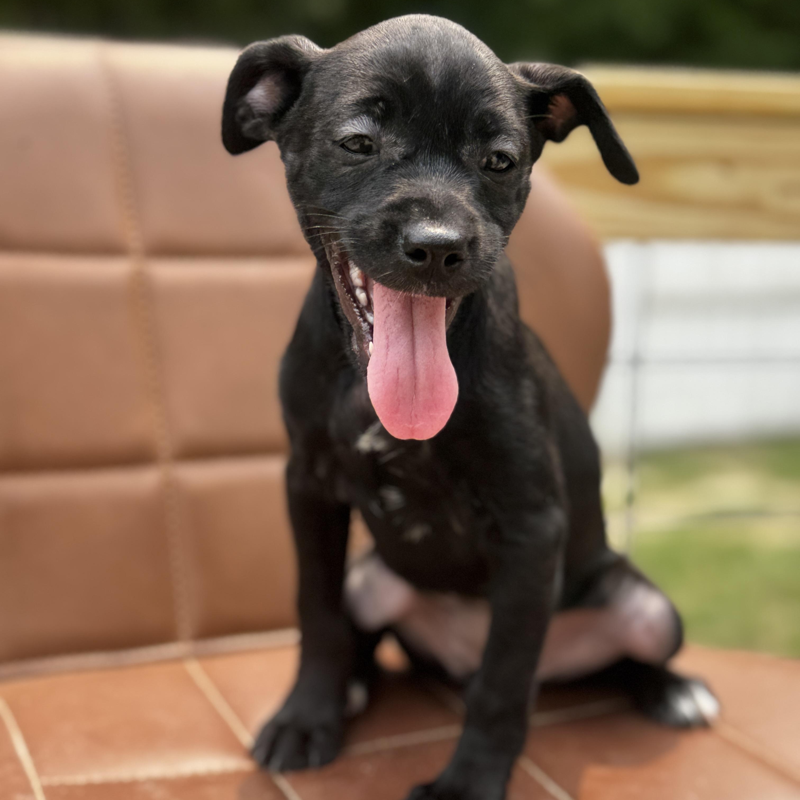 Jane, Baby Female Mixed Breed