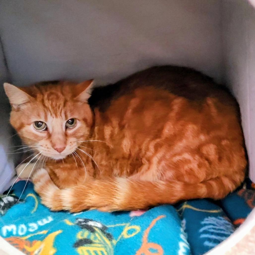 Enlarge Fuego, a Adoptable Domestic Short Hair in Springfield, IL image 1/4