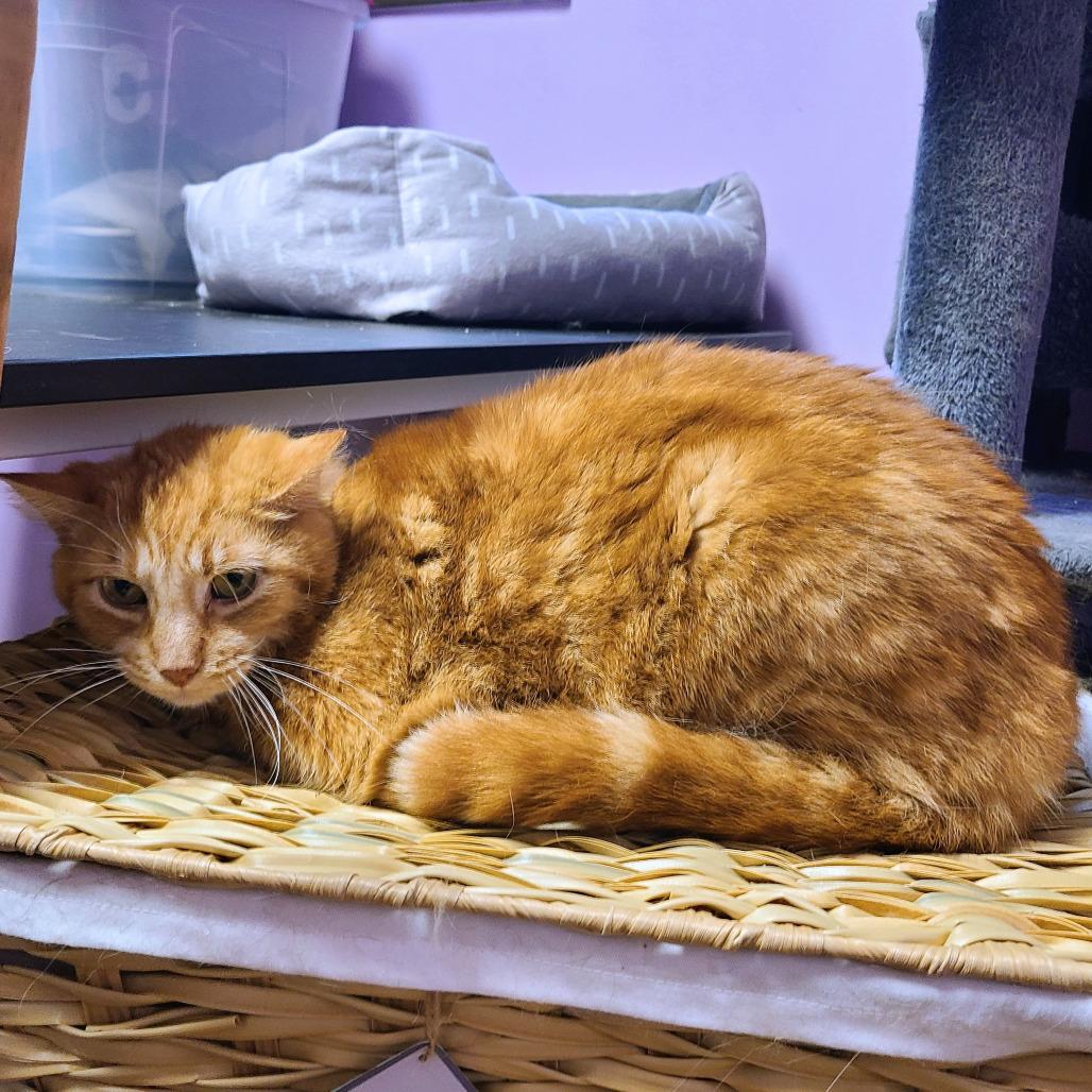 Enlarge Fuego, a Adoptable Domestic Short Hair in Springfield, IL image 2/4