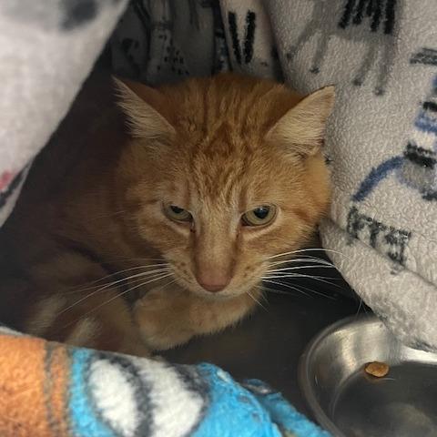 Enlarge Fuego, a Adoptable Domestic Short Hair in Springfield, IL image 3/4